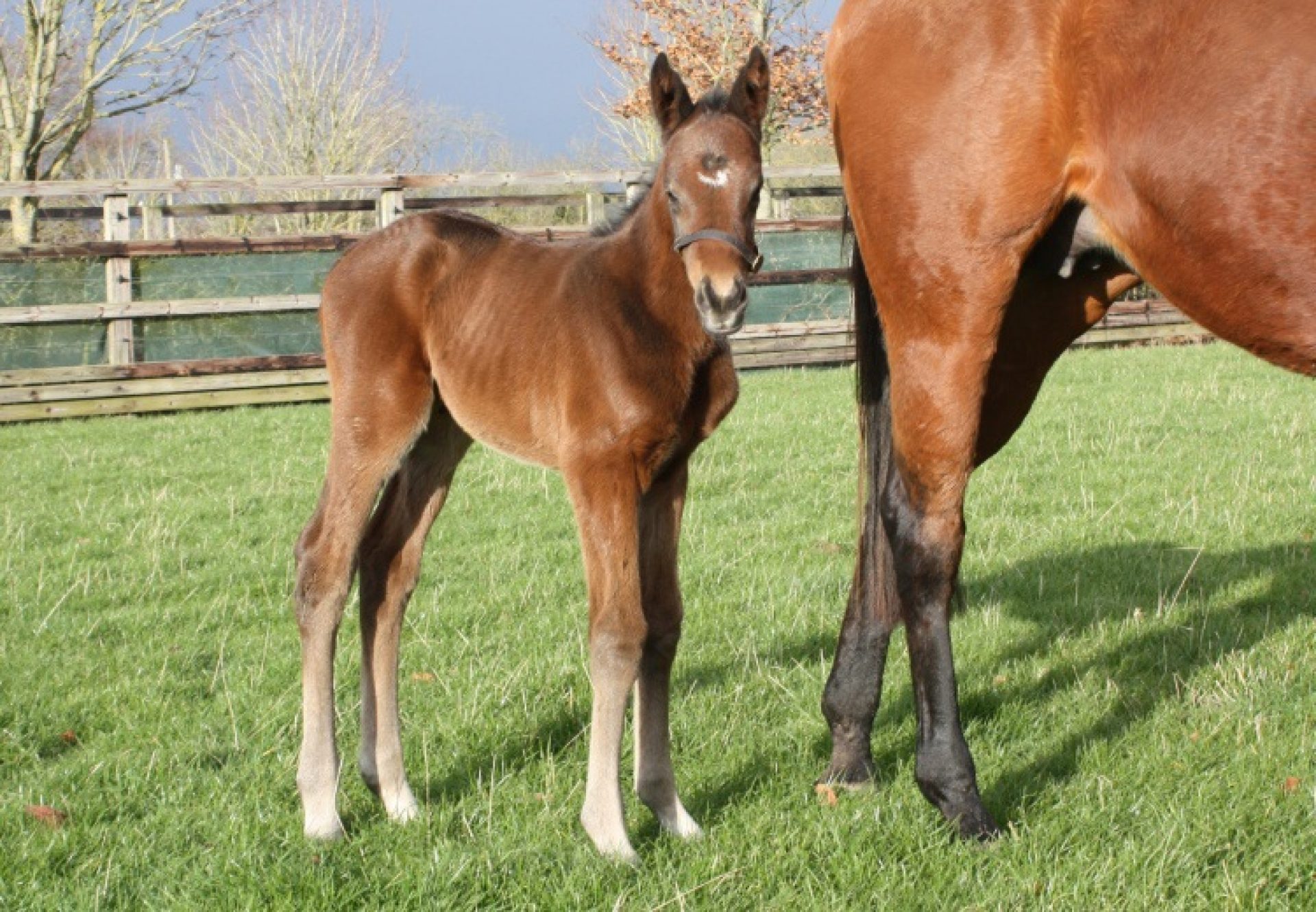 Camelot Filly Ex Cherry Hinton