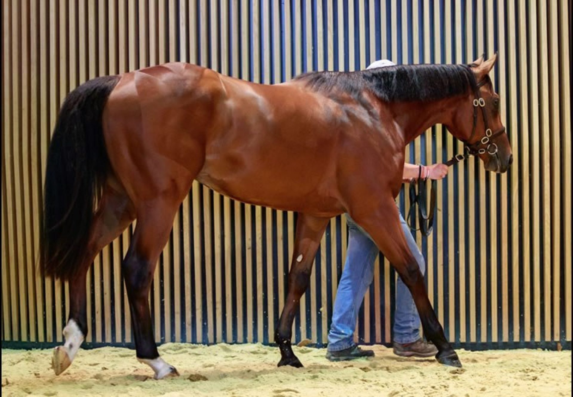 American Pharoah ex Tare Green 2yo colt selling at Arqana Breeze Up Sales for €1.1 million