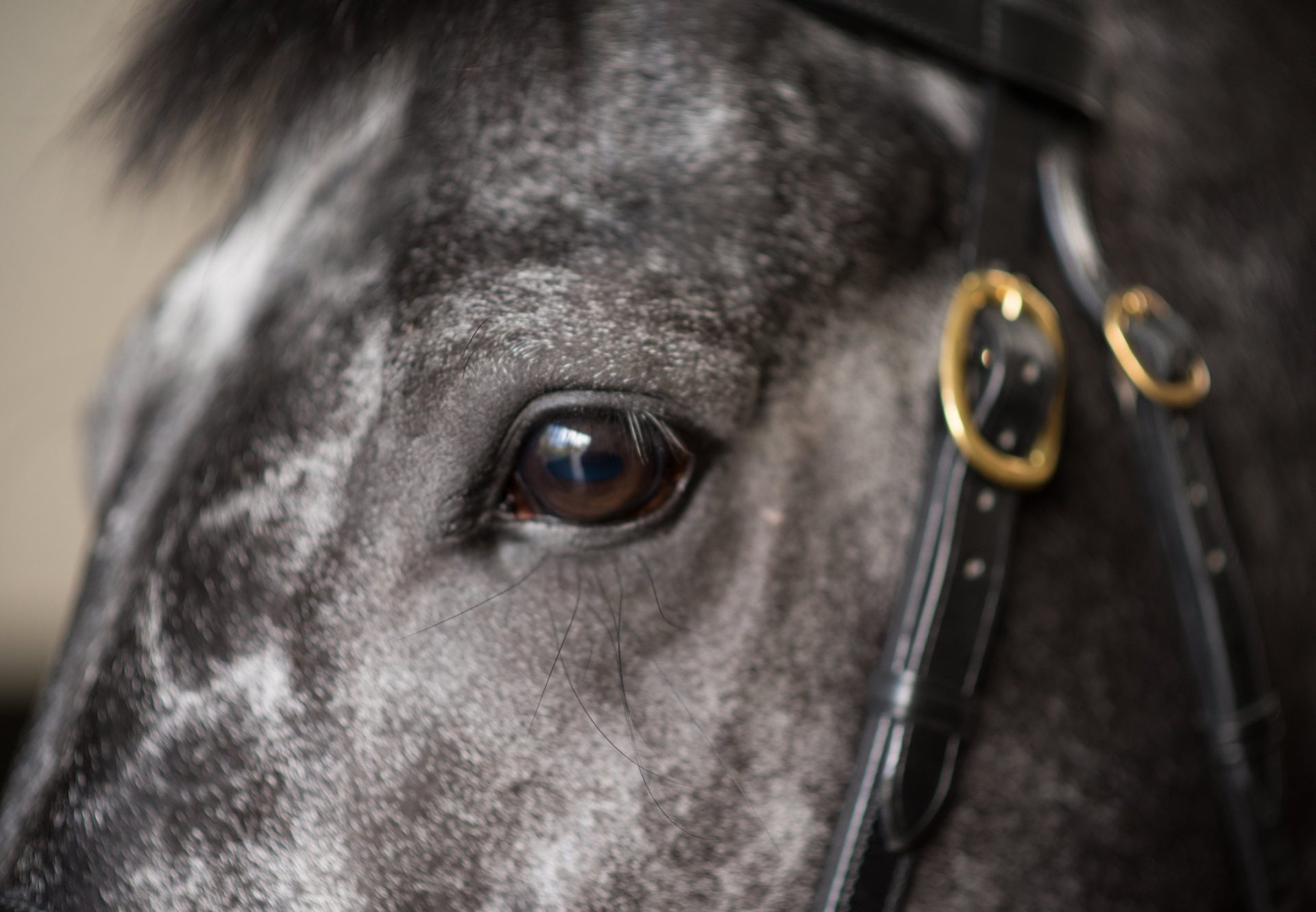 Caravaggio Close Up