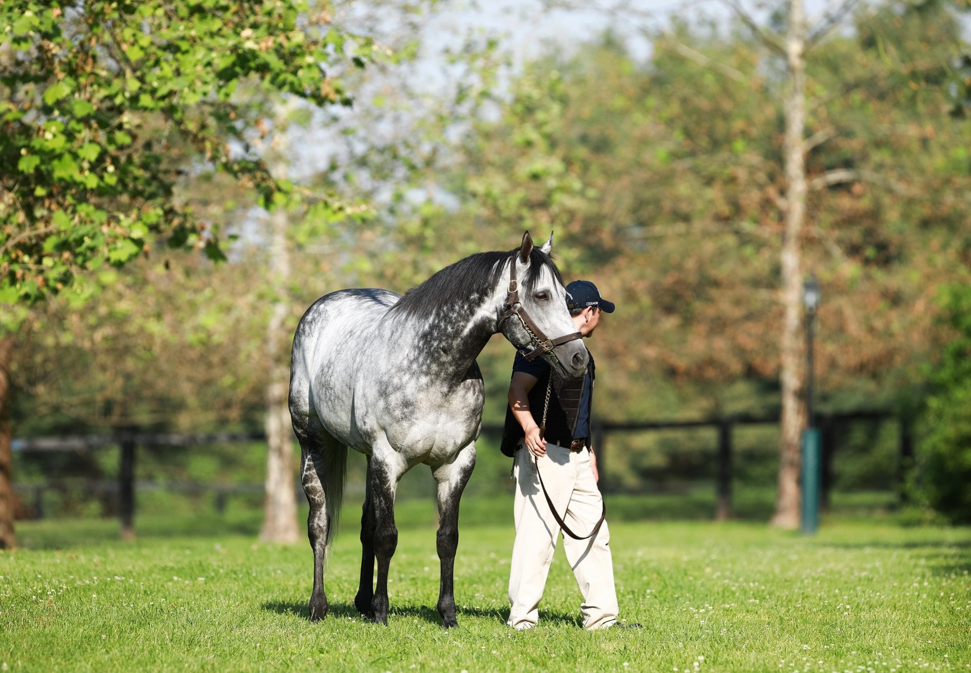 Caravaggio At Paddocks