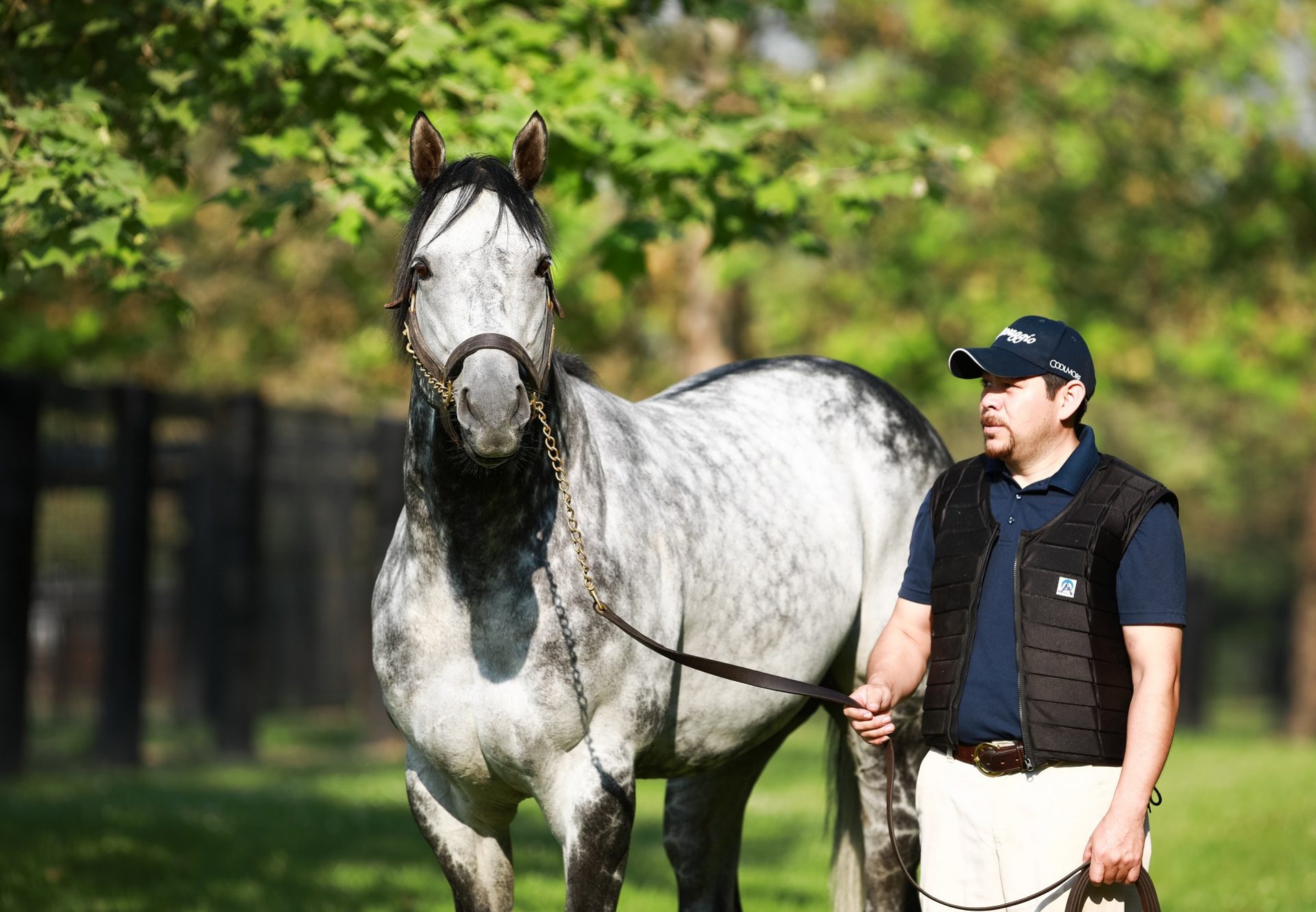 Caravaggio At Paddocks