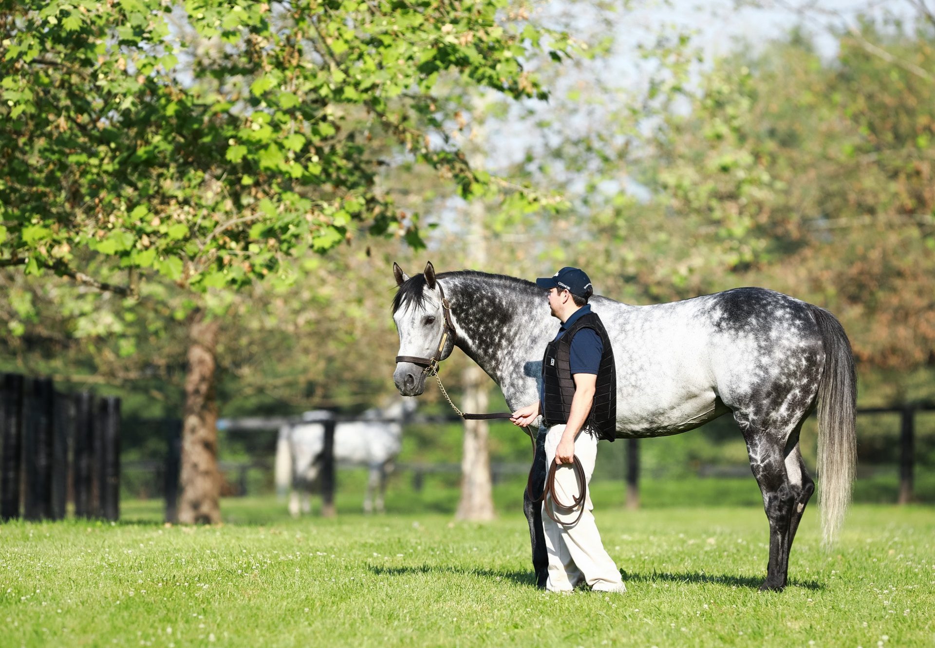 Caravaggio At Paddocks 04