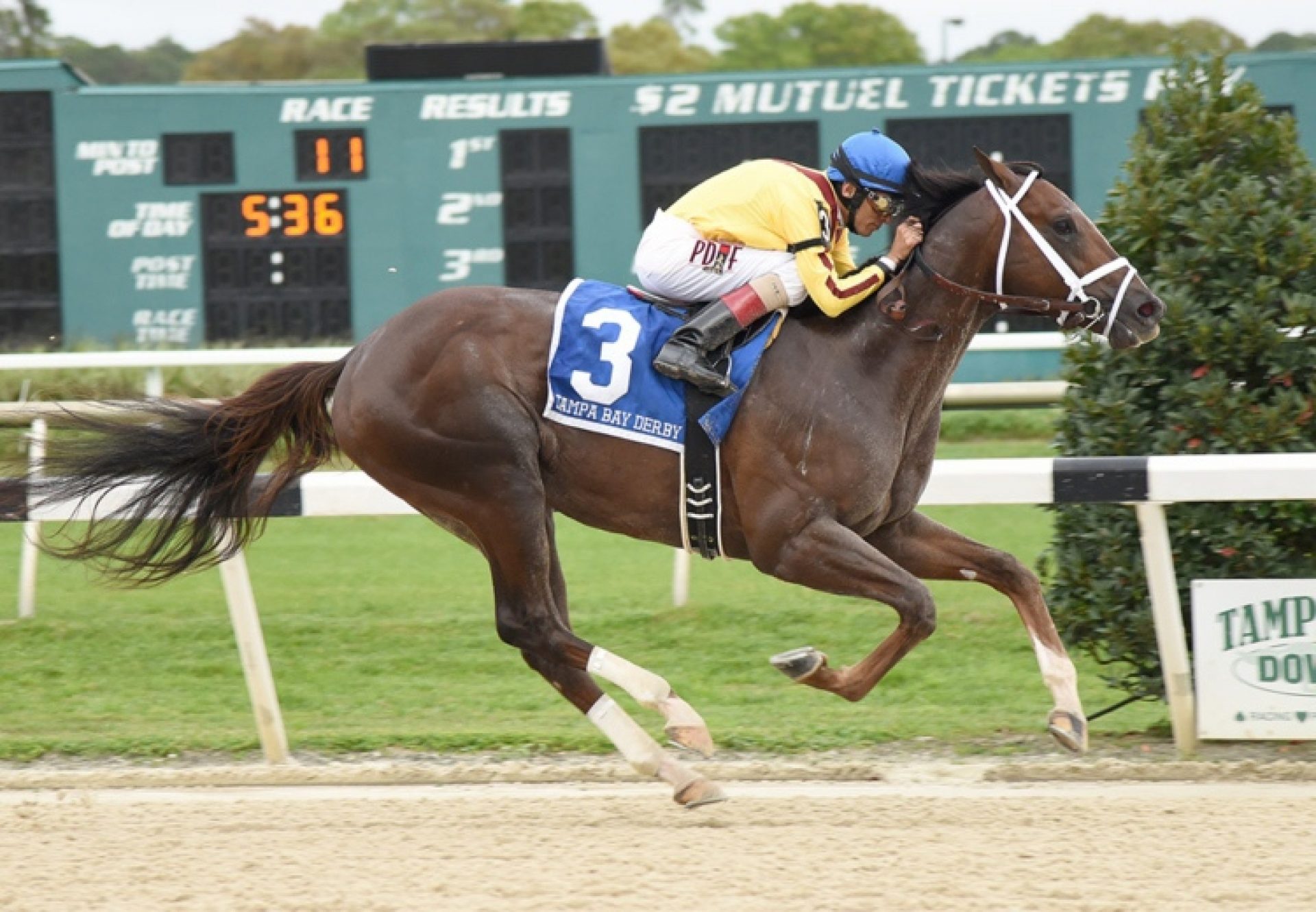 Carpe Diem Tampa Bay Derby