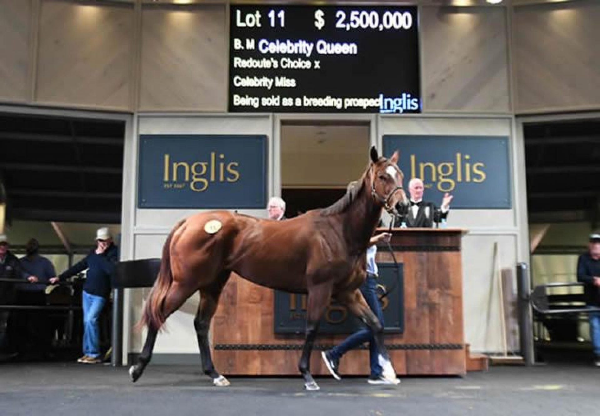 Celebrity Queen selling at the Inglis Chairman's Sale
