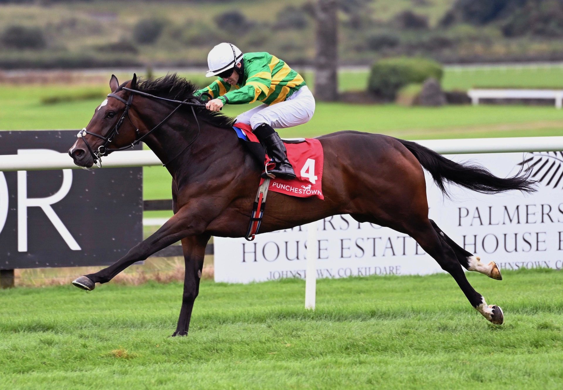 Champion Green (The Gurkha) Wins His Maiden At Punchestown