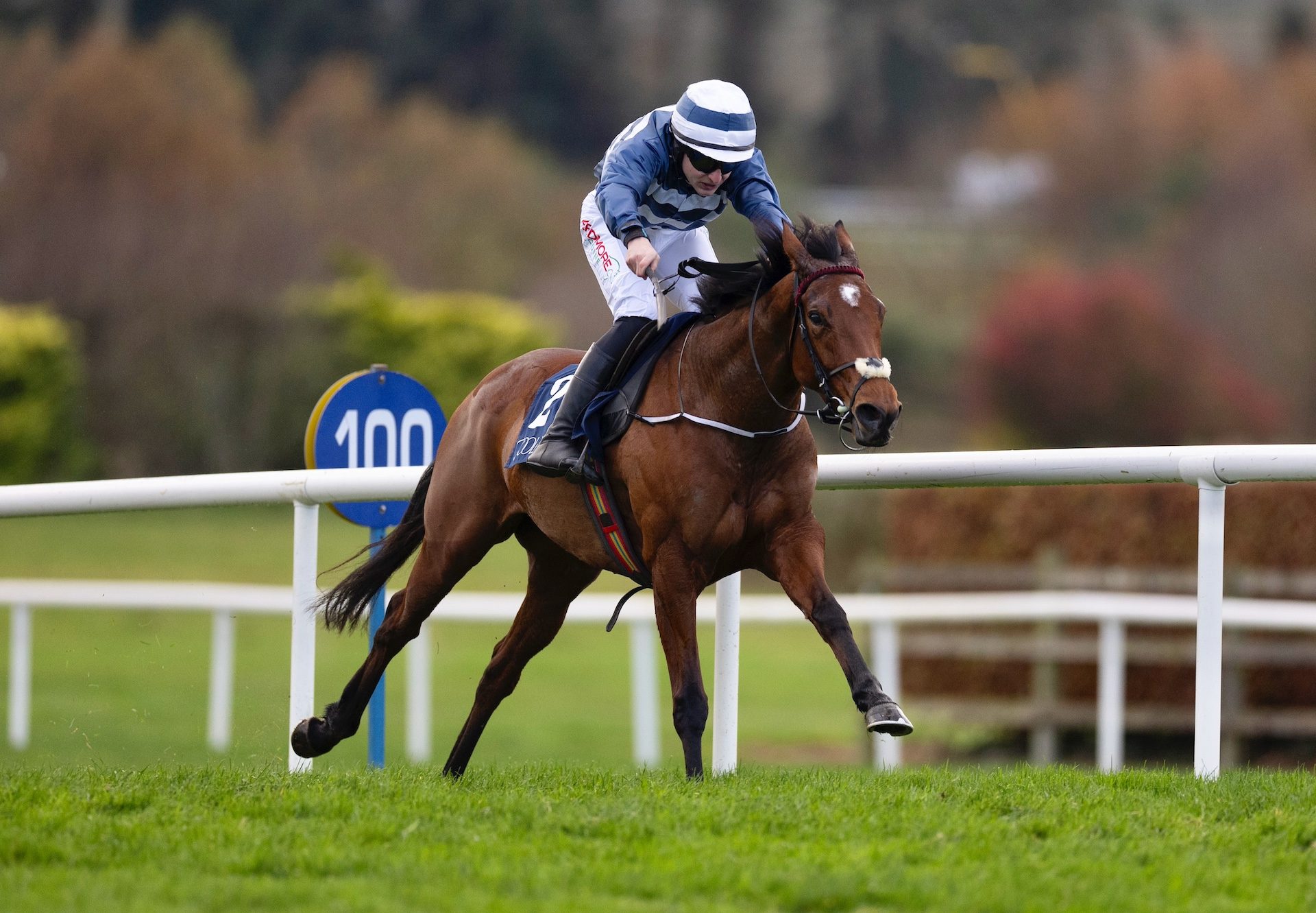 Churchfield Sunset (Wings Of Eagles) Wins The Listed Coolmore Nh Sires Hurricane Lane Irish Ebf Mares Bumper