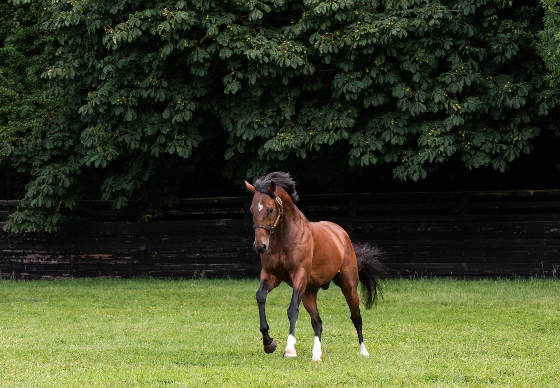 Churchill Paddock