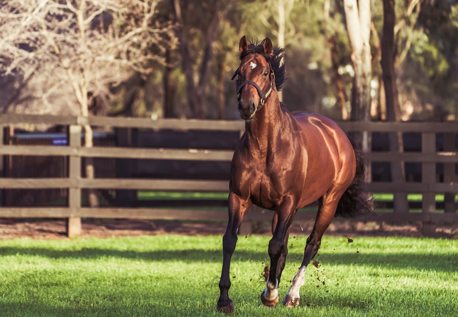 Churchill Paddock