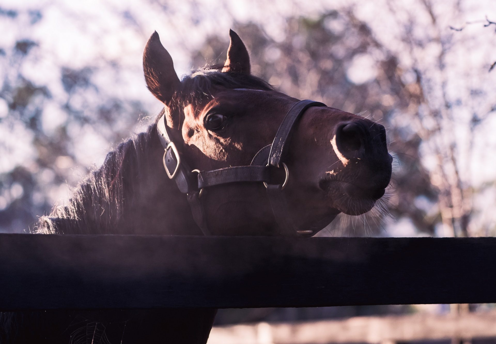 Churchill Paddock