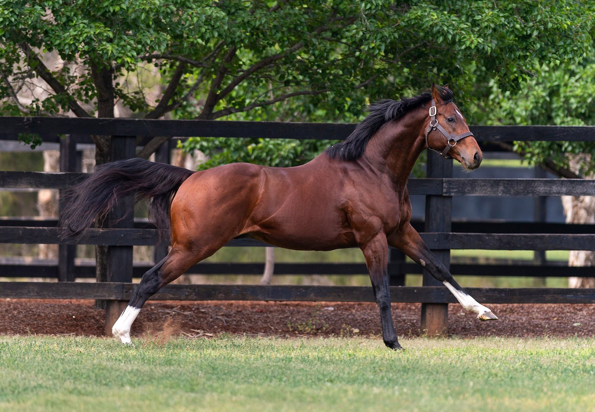 Churchill Paddock