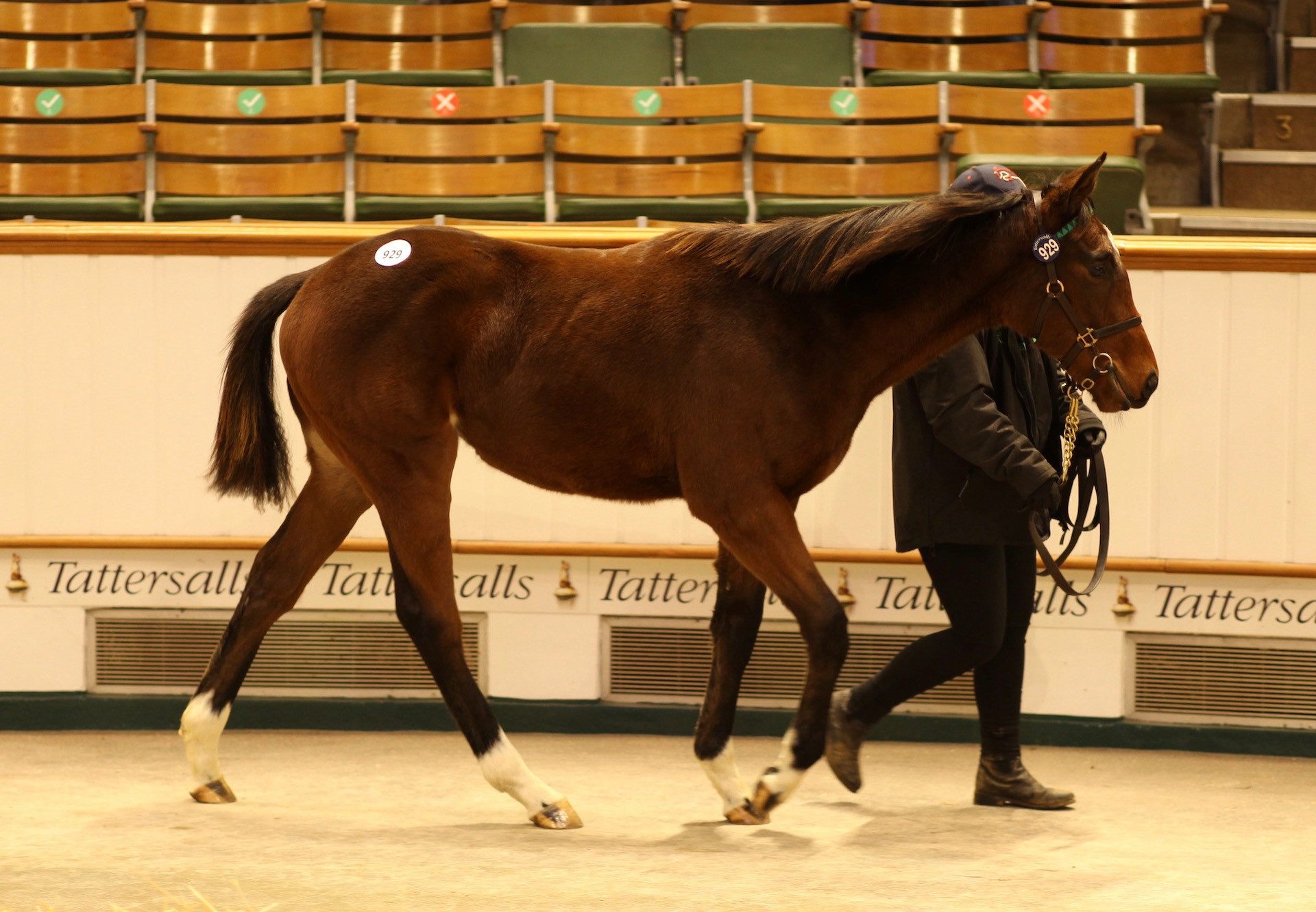 Churchill Colt x Candiland