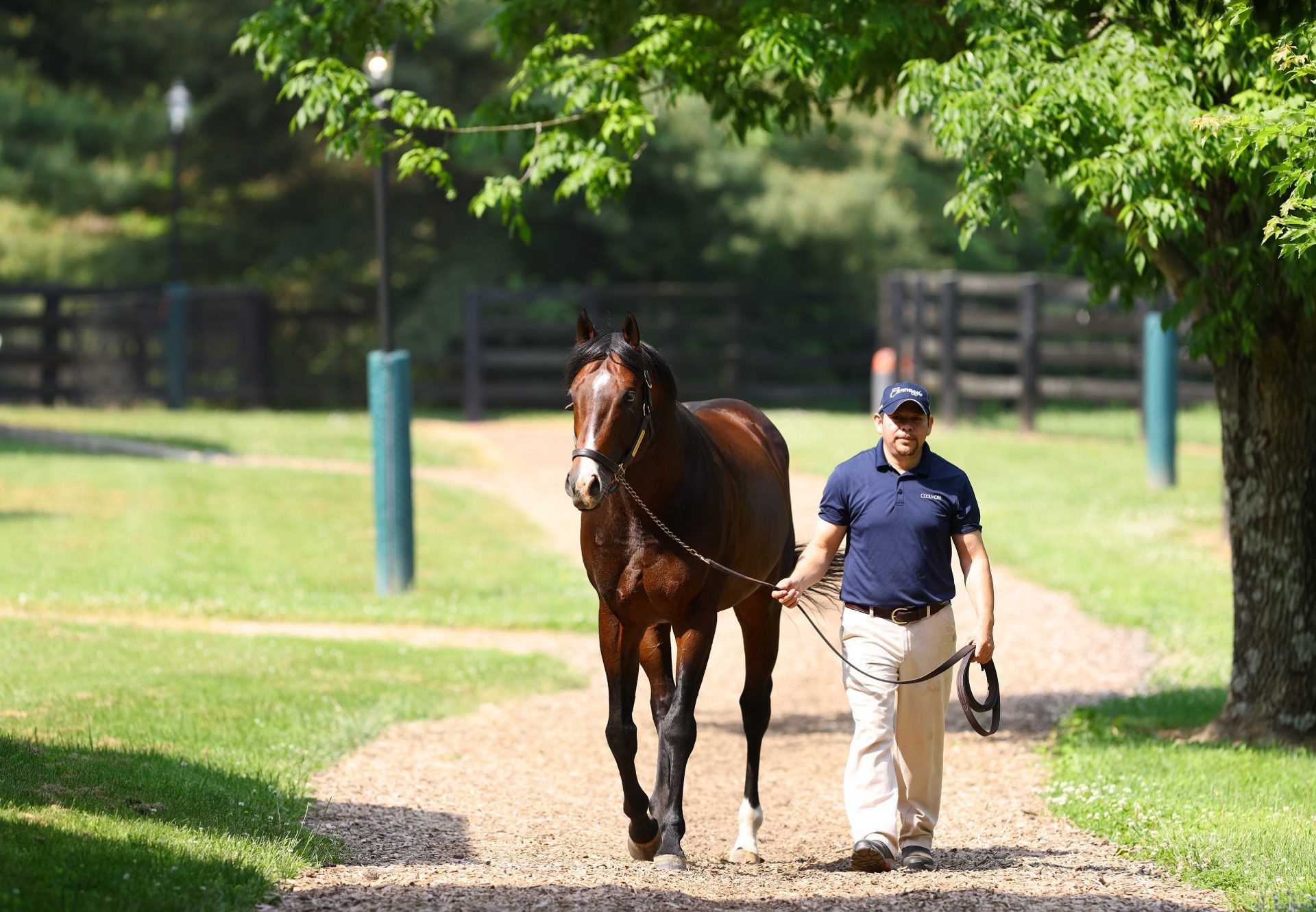 Classic Empire At Stables