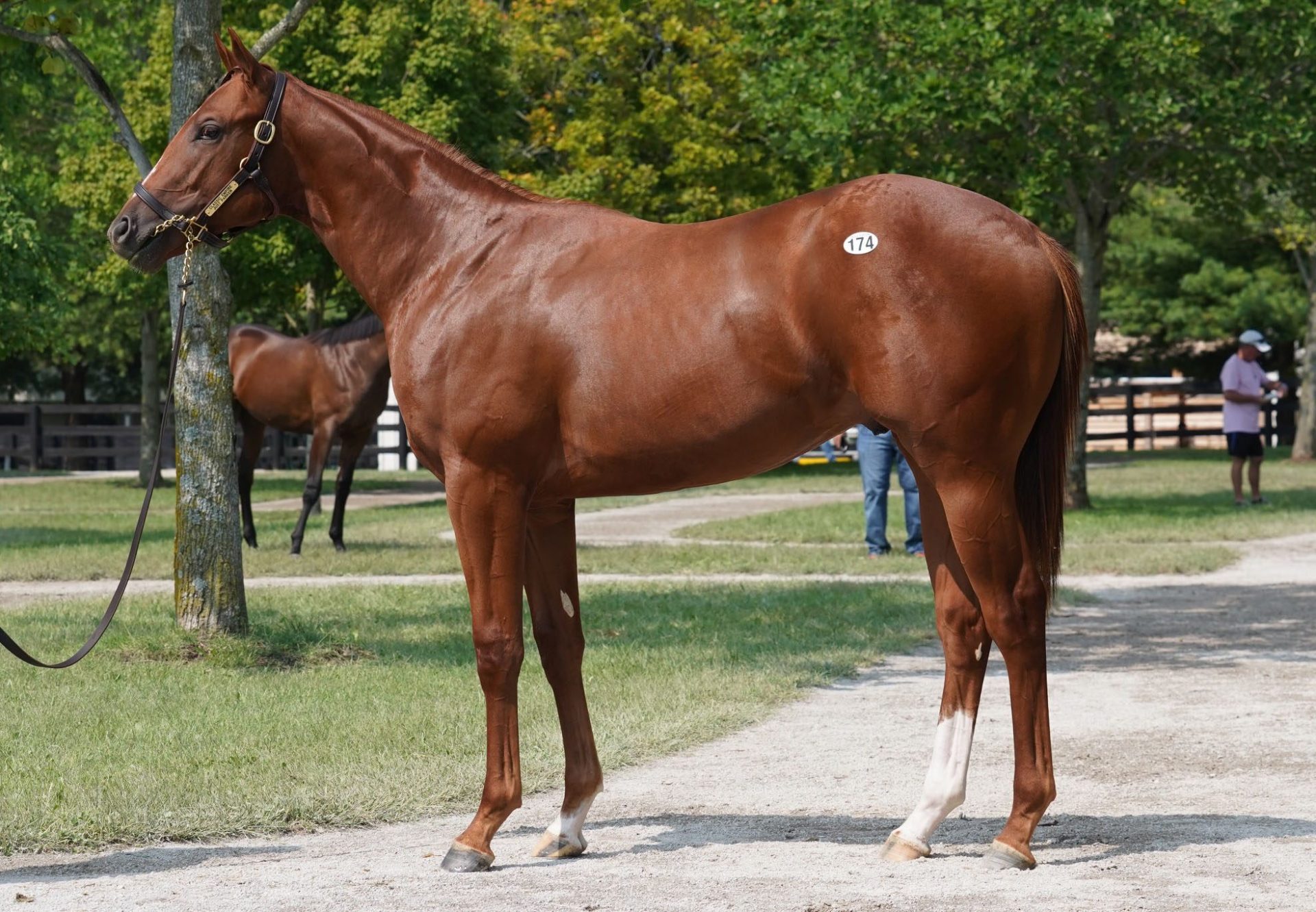 Classic Empire x Just Parker $325,000 Fasig Tipton