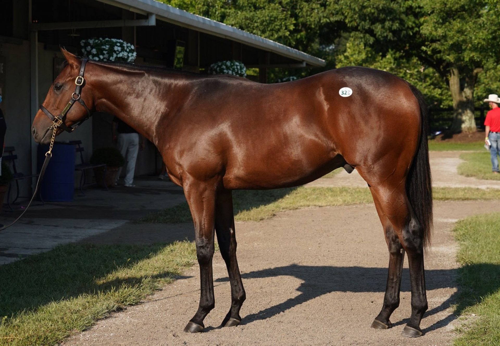 Classic Empire x Rever De Vous $375,000 Fasig Tipton