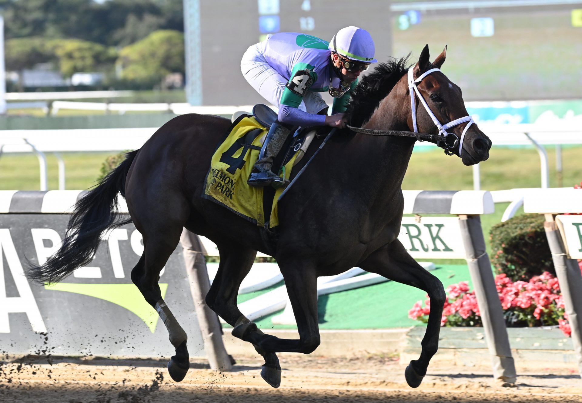 Classy Edition (Classic Empire) winning the Joseph A Gimma Stakes at Belmont Park