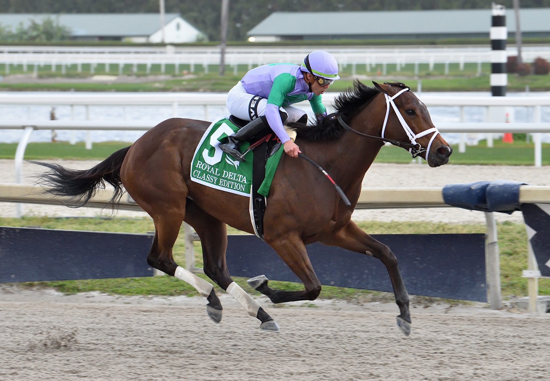 Classy Edition (Classic Empire) Wins Gr.3 Royal Delta at Gulfstream Park