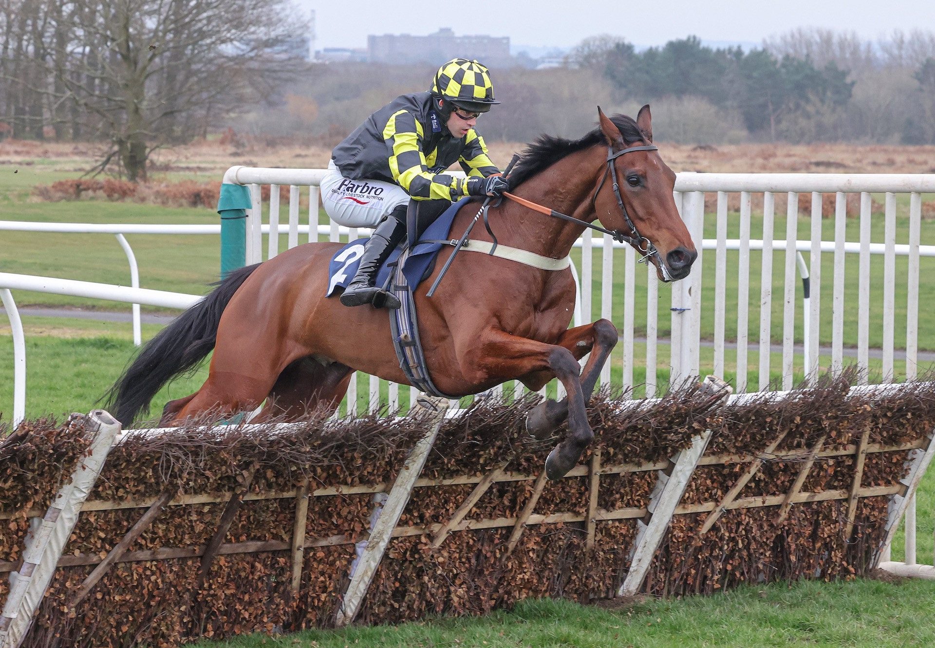 Cold Sobar (Westerner) Wins On Rules Debut at Newcastle