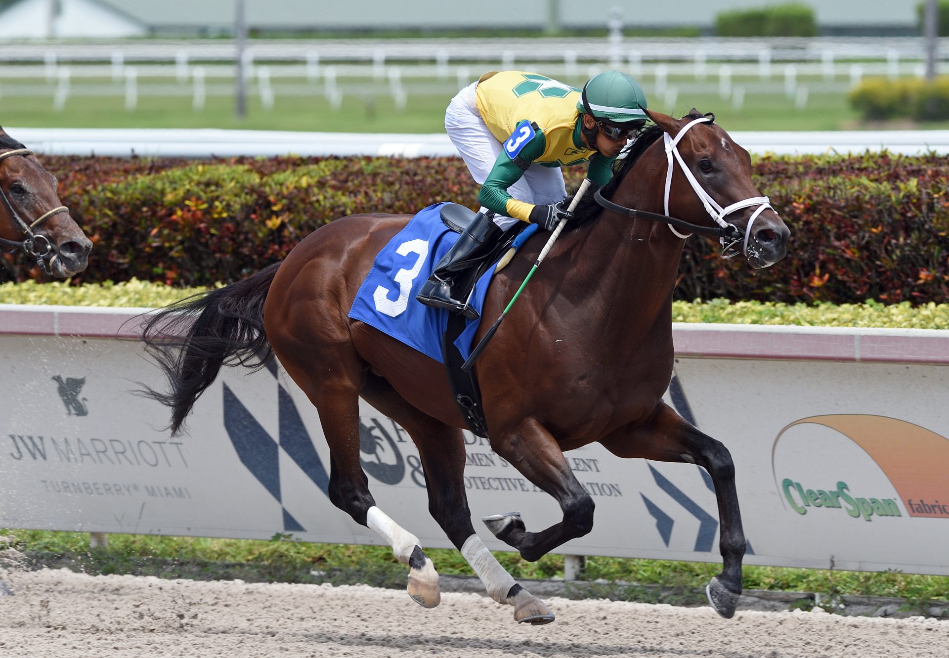 Competitive Saint (Competitive Edge) winning on debut at Gulfstream Park