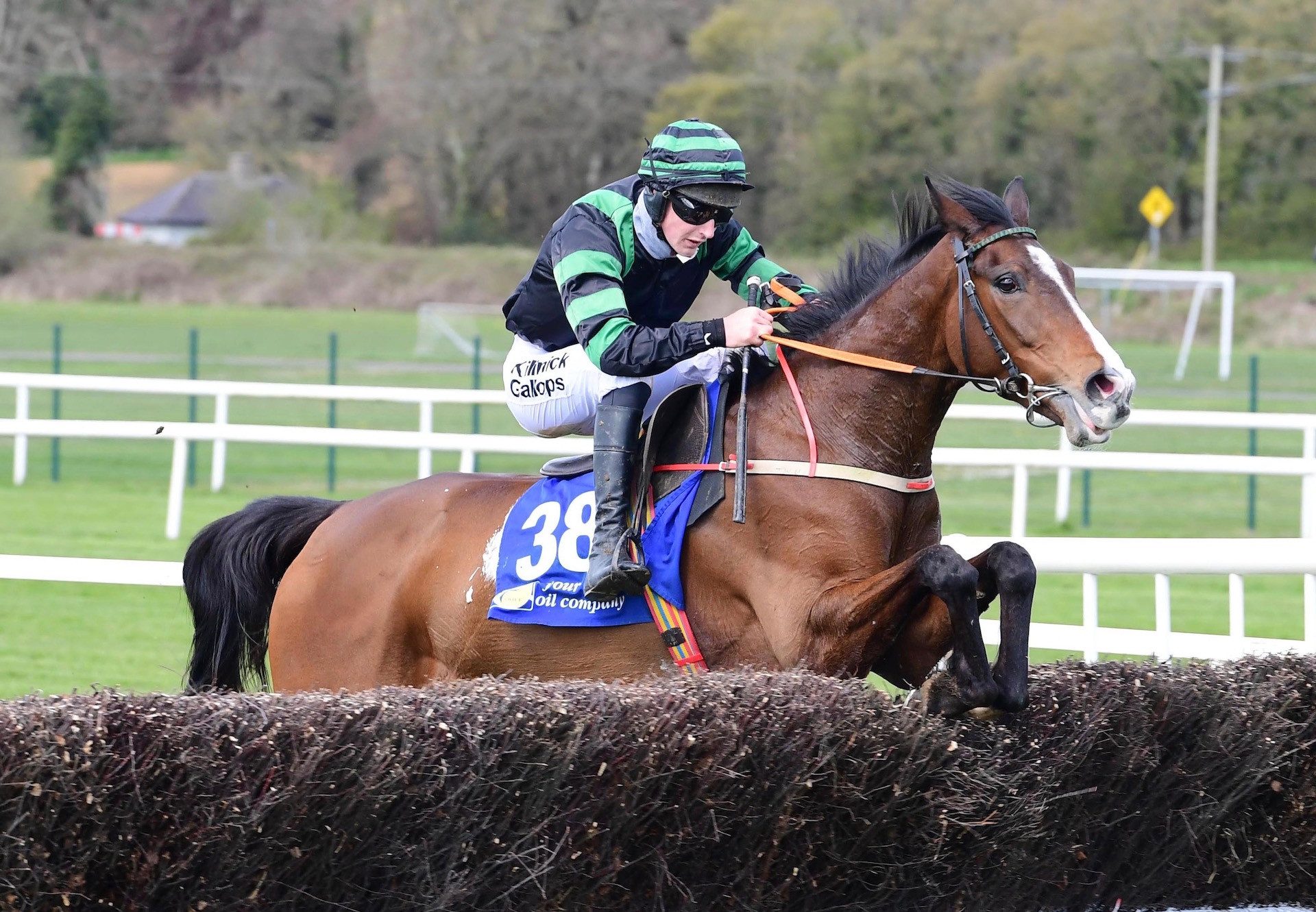 Cool Survivor (Westerner) Wins On Debut At Cork