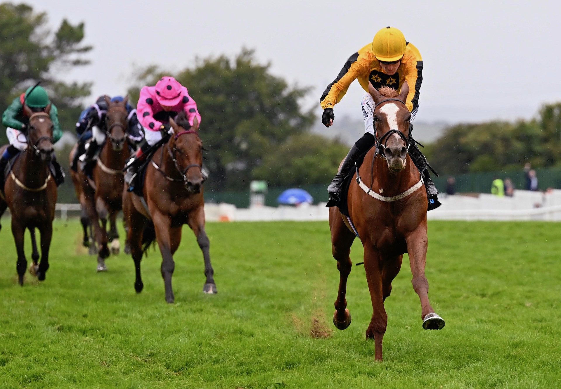 Countess Of Tyrone (Australia) Wins On Debut At Galway