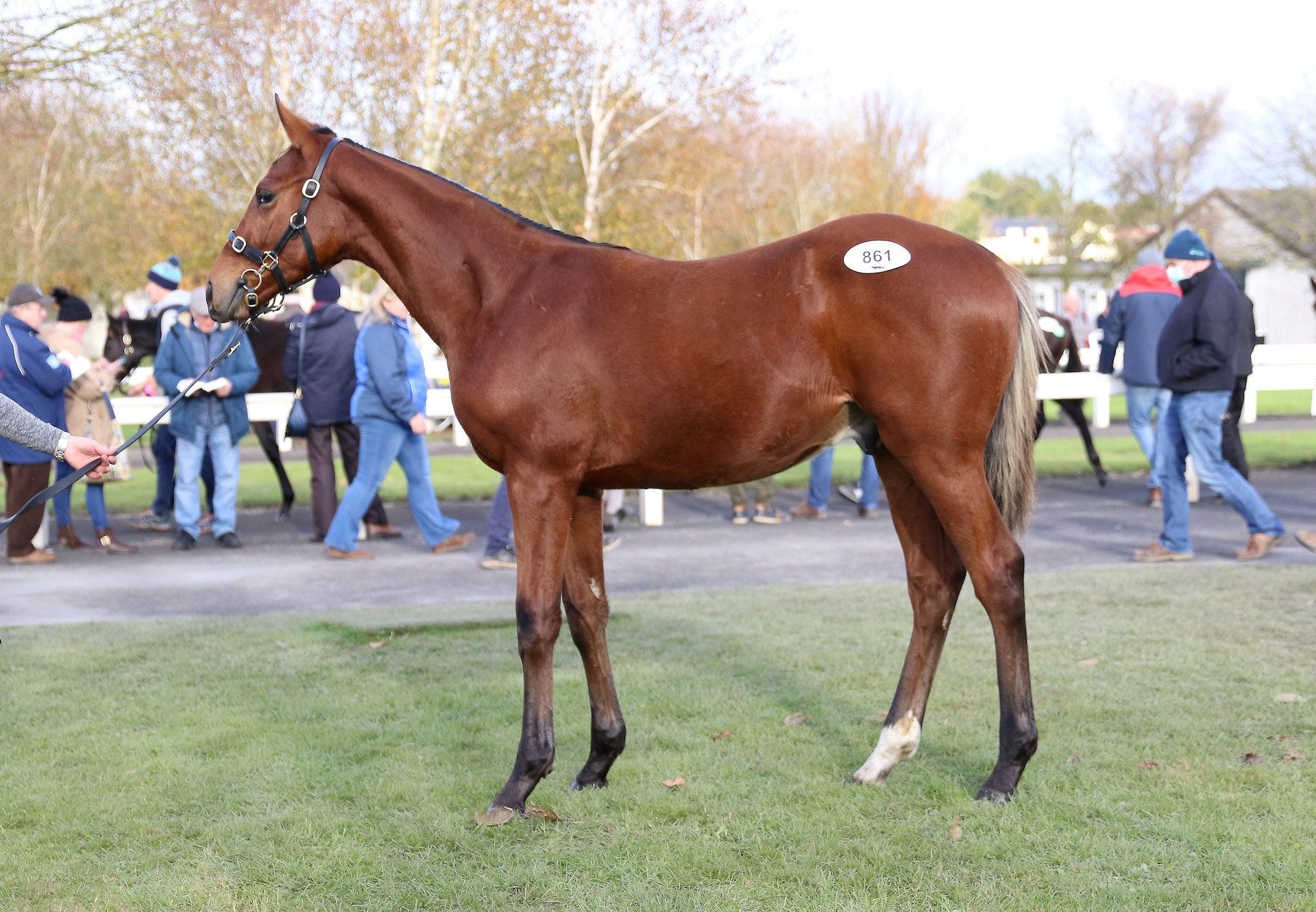 Crystal Ocean Colt Ex Daydream Beach