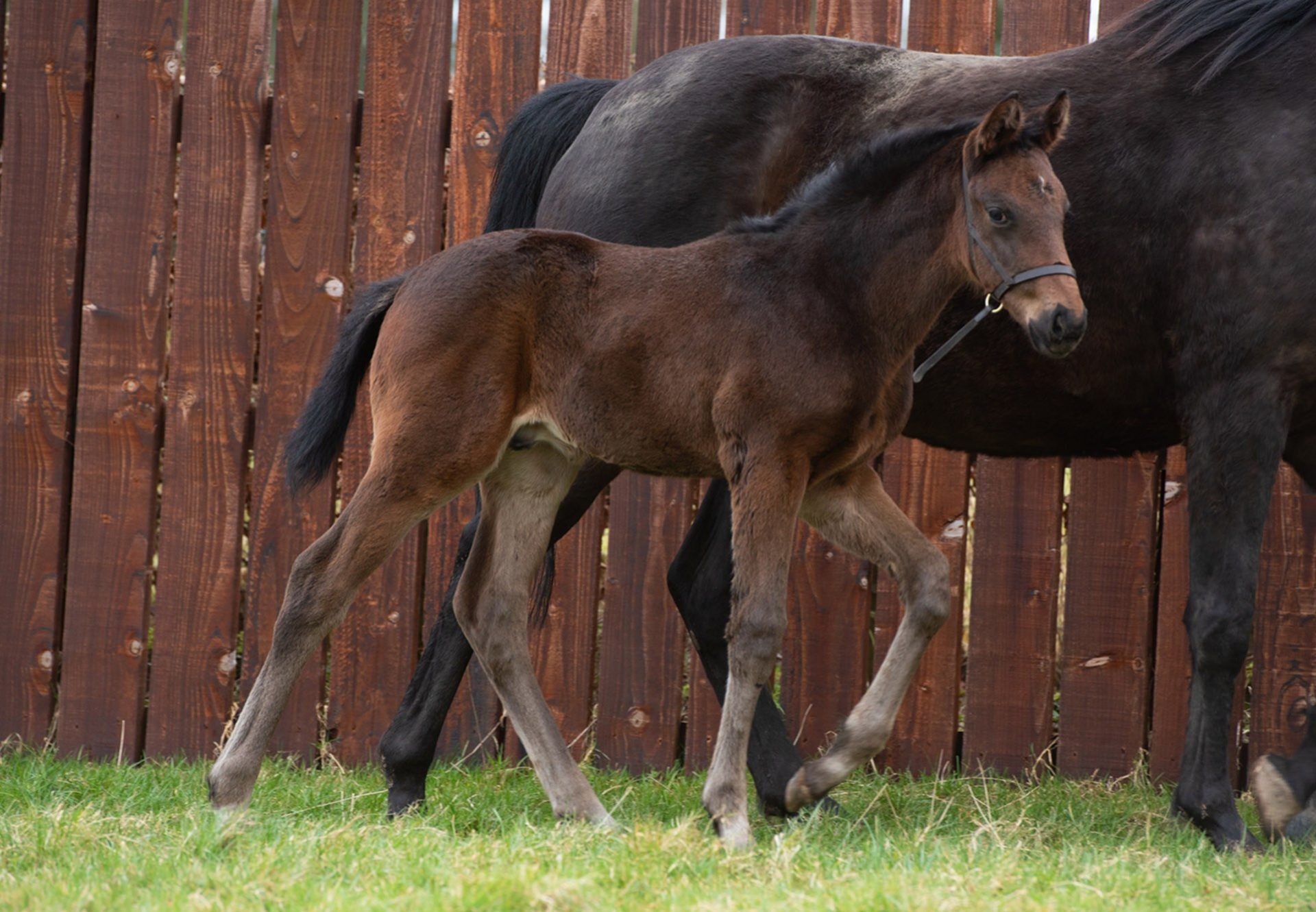 Crystal Ocean x Supreme Serata foal