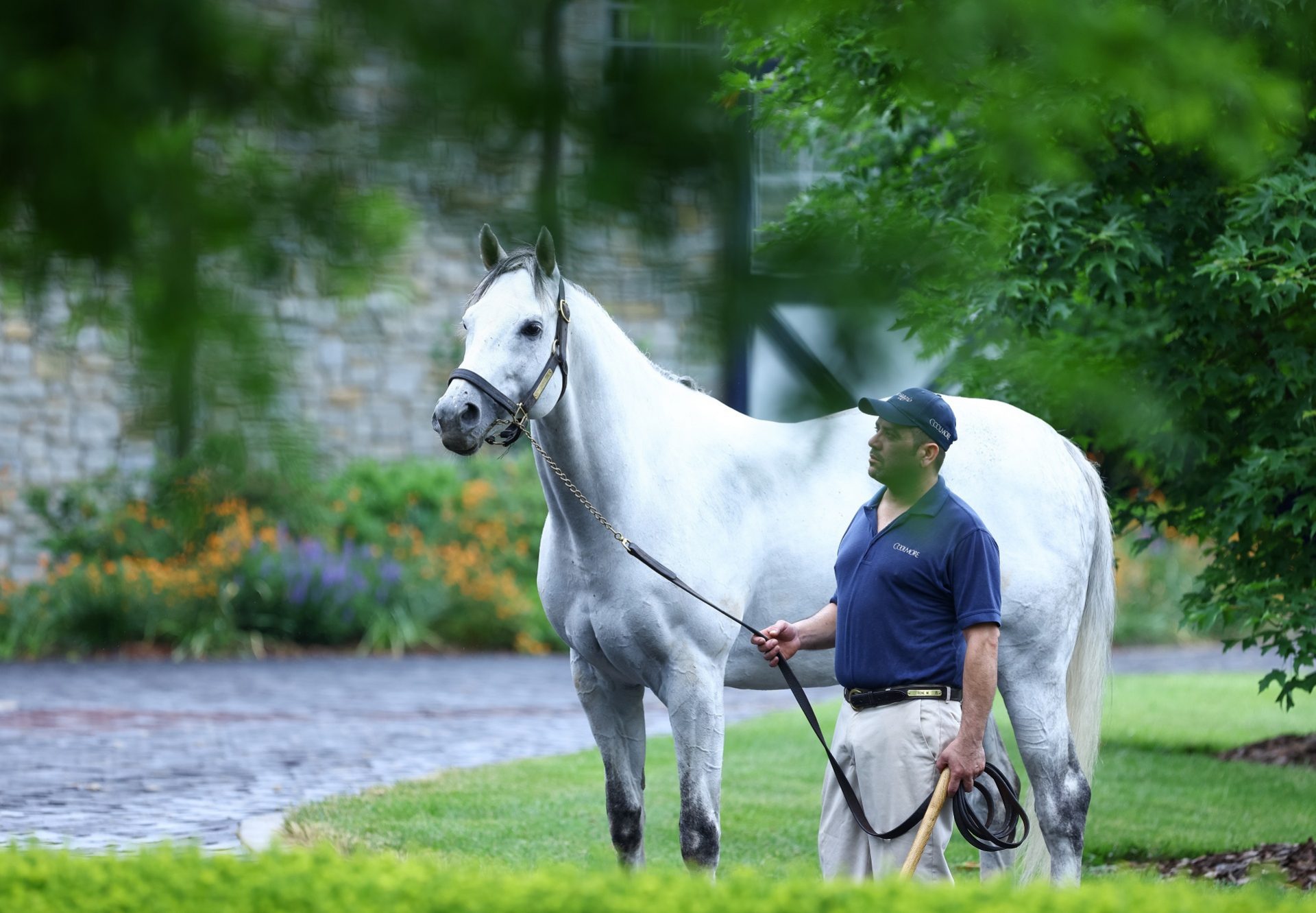 Cupid At Stables