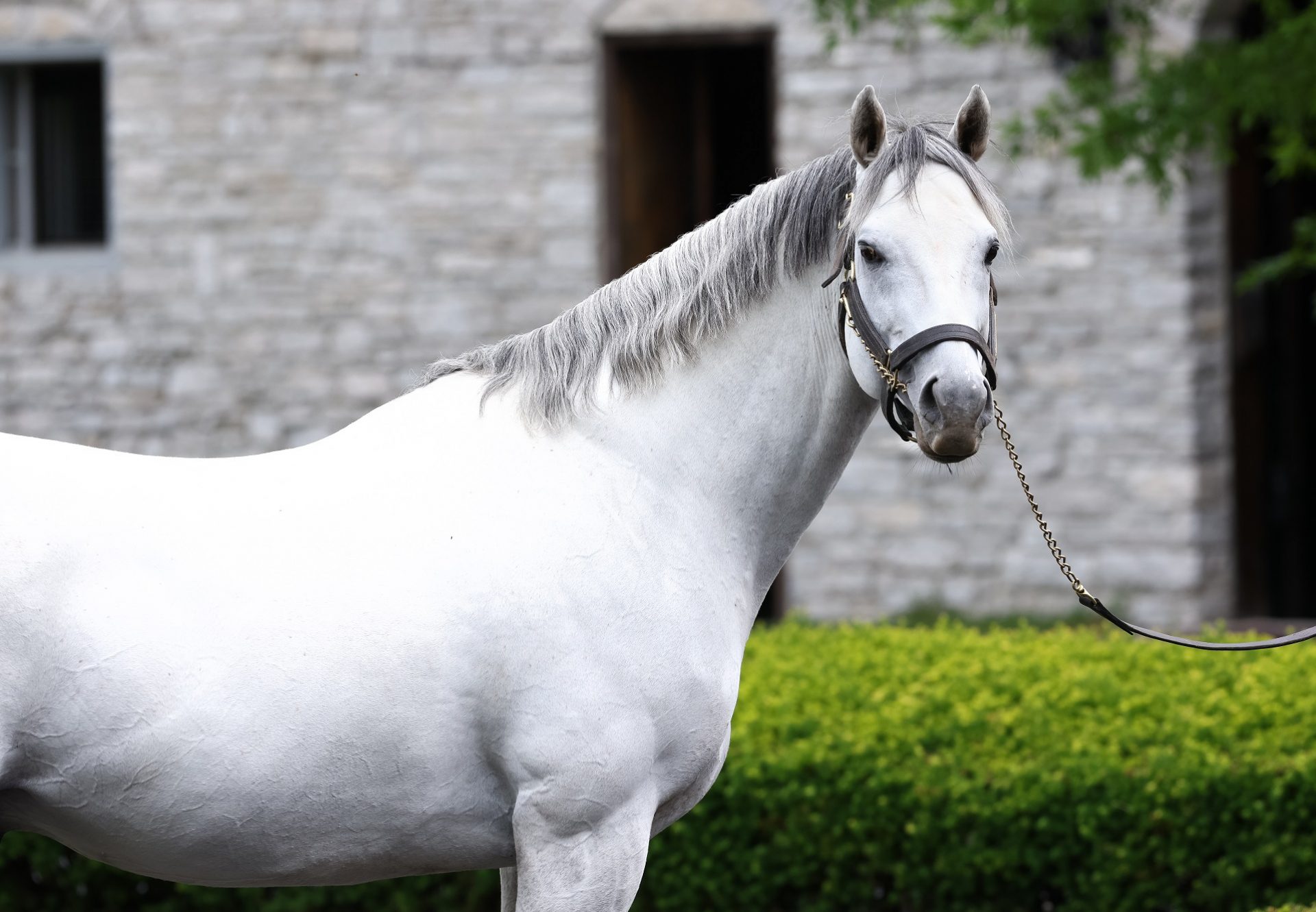 Cupid At Stables