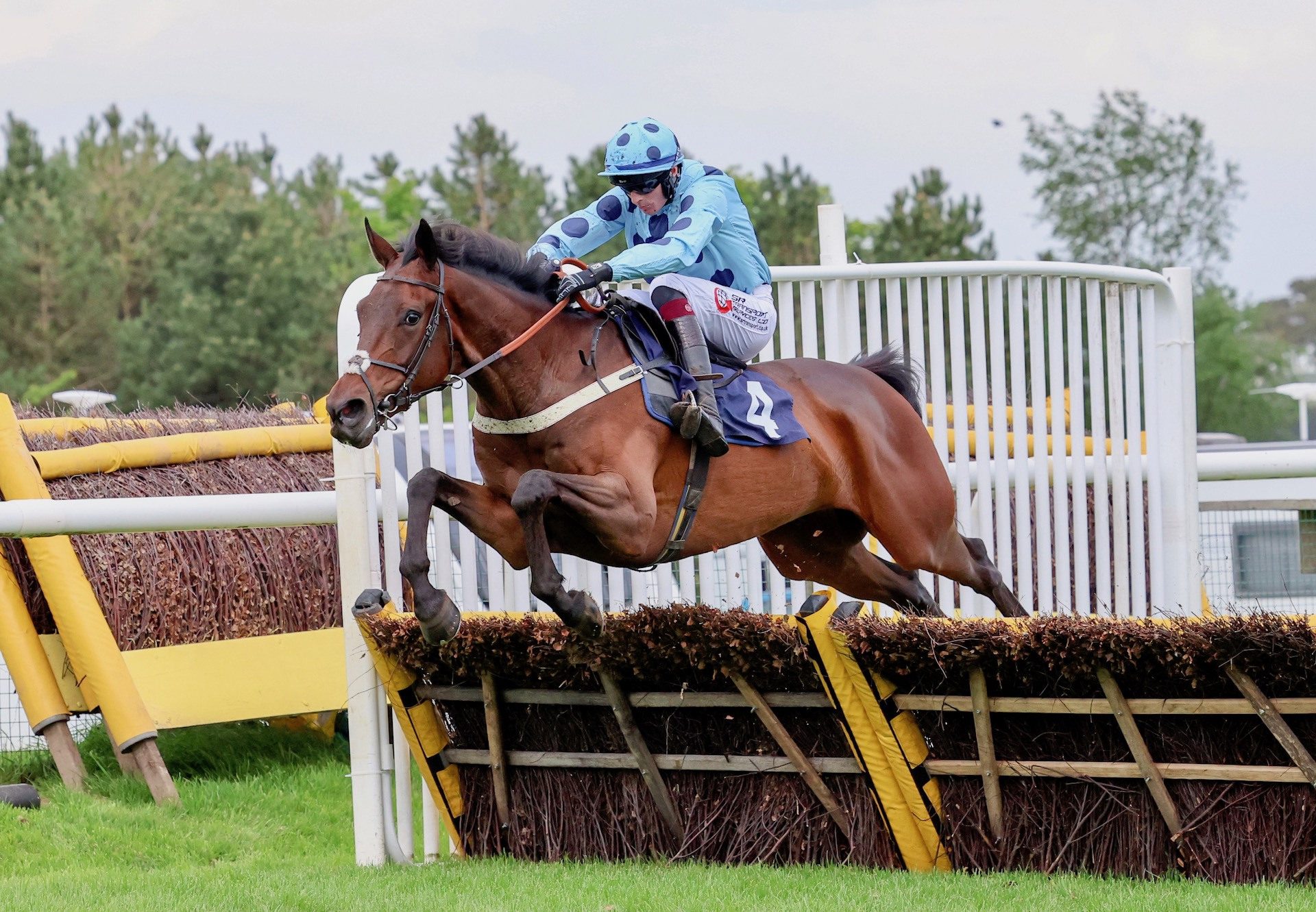 Curley Finger (Getaway) Wins The Novices Hurdle At Hexham