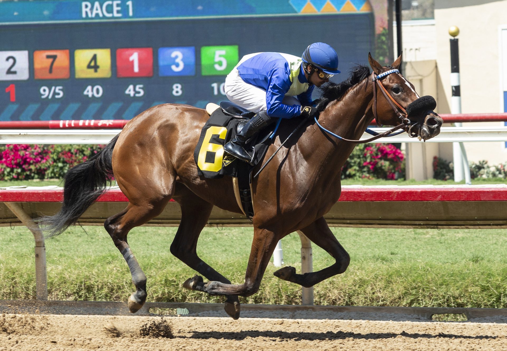 Desert Dawn (Cupid) Wins MSW At Del Mar