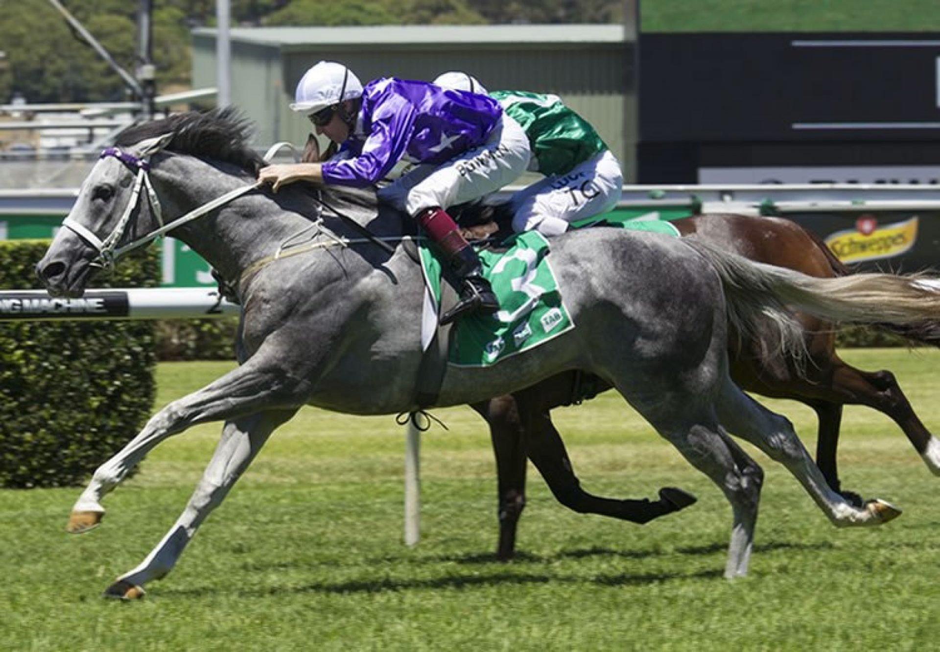 D'Argento (So You Think) winning at Randwick