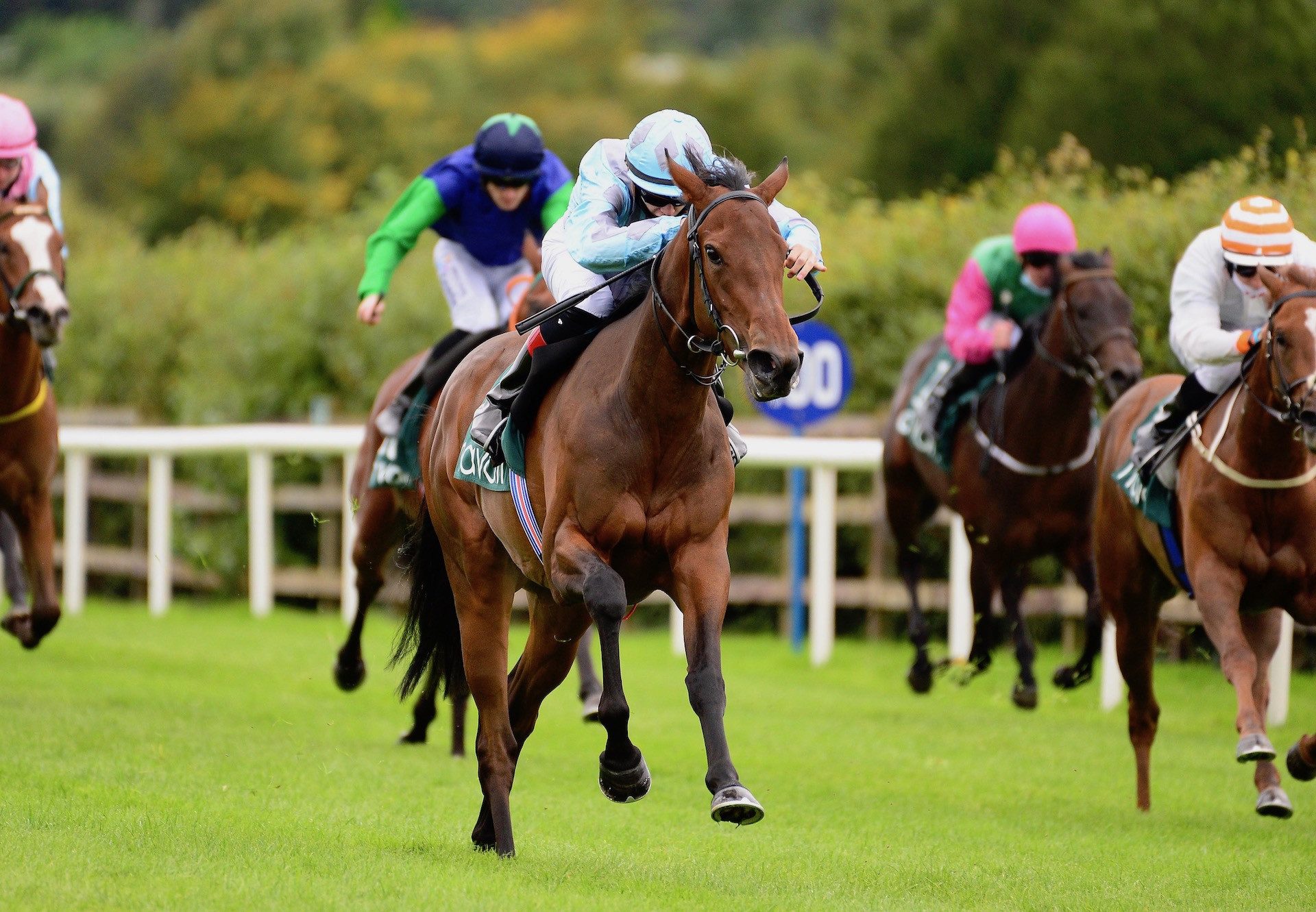 Dense Star (Starspangledbanner) Wins At Navan