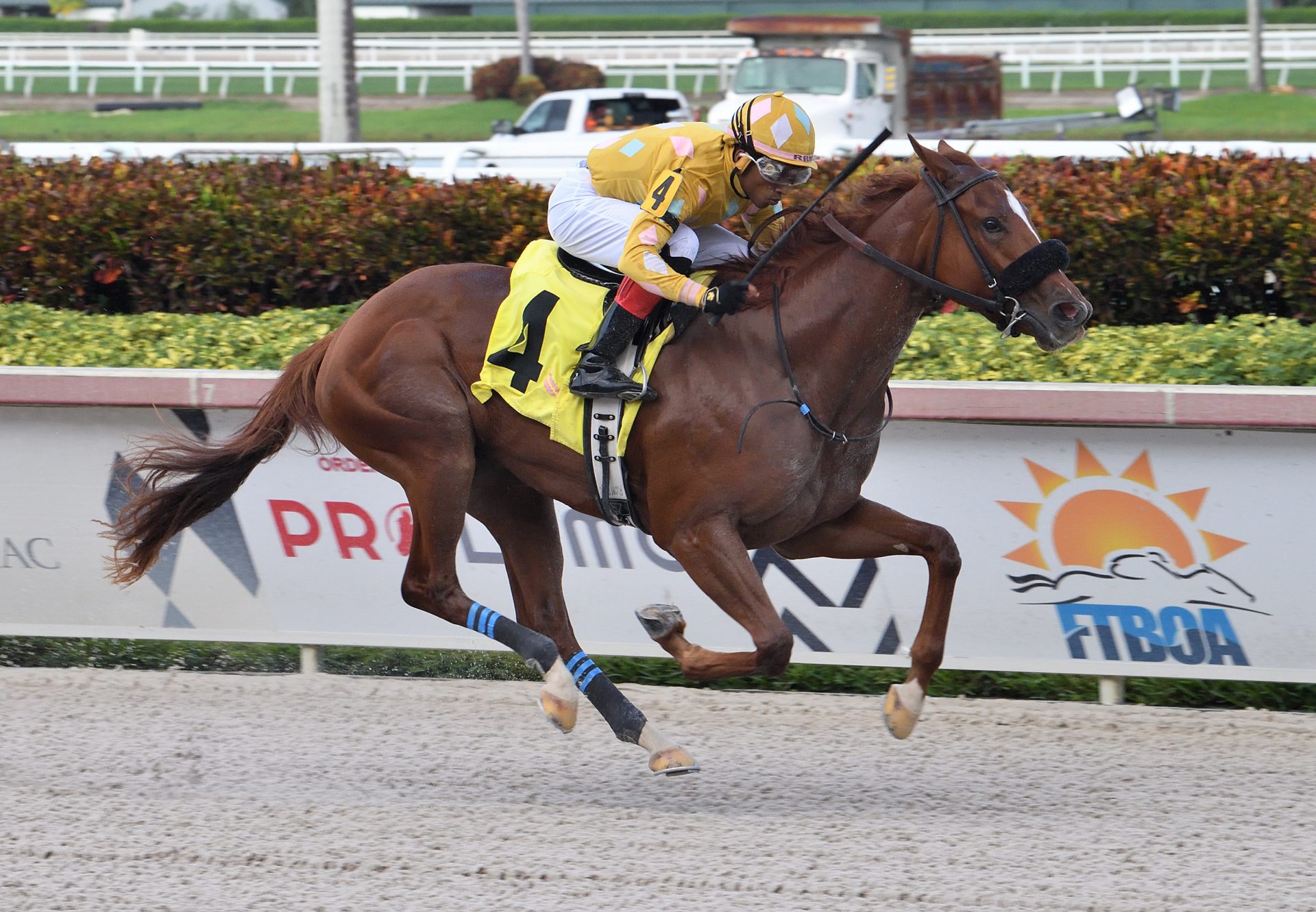 Diamond Wow (Lookin At Lucky) Wins Our Dear Peggy Stakes at Gulfstream Park