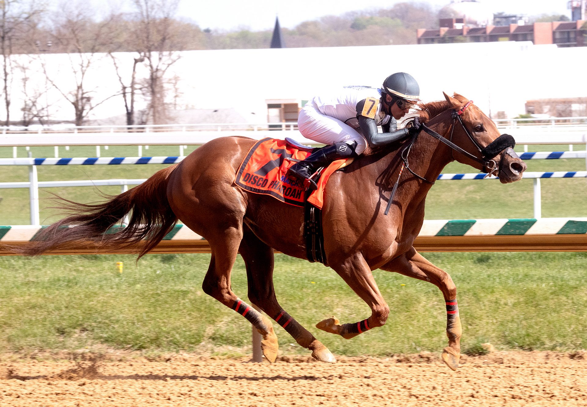 Disco Pharoah (American Pharoah) Frank Y  Whiteley Staes at  Laurel Park