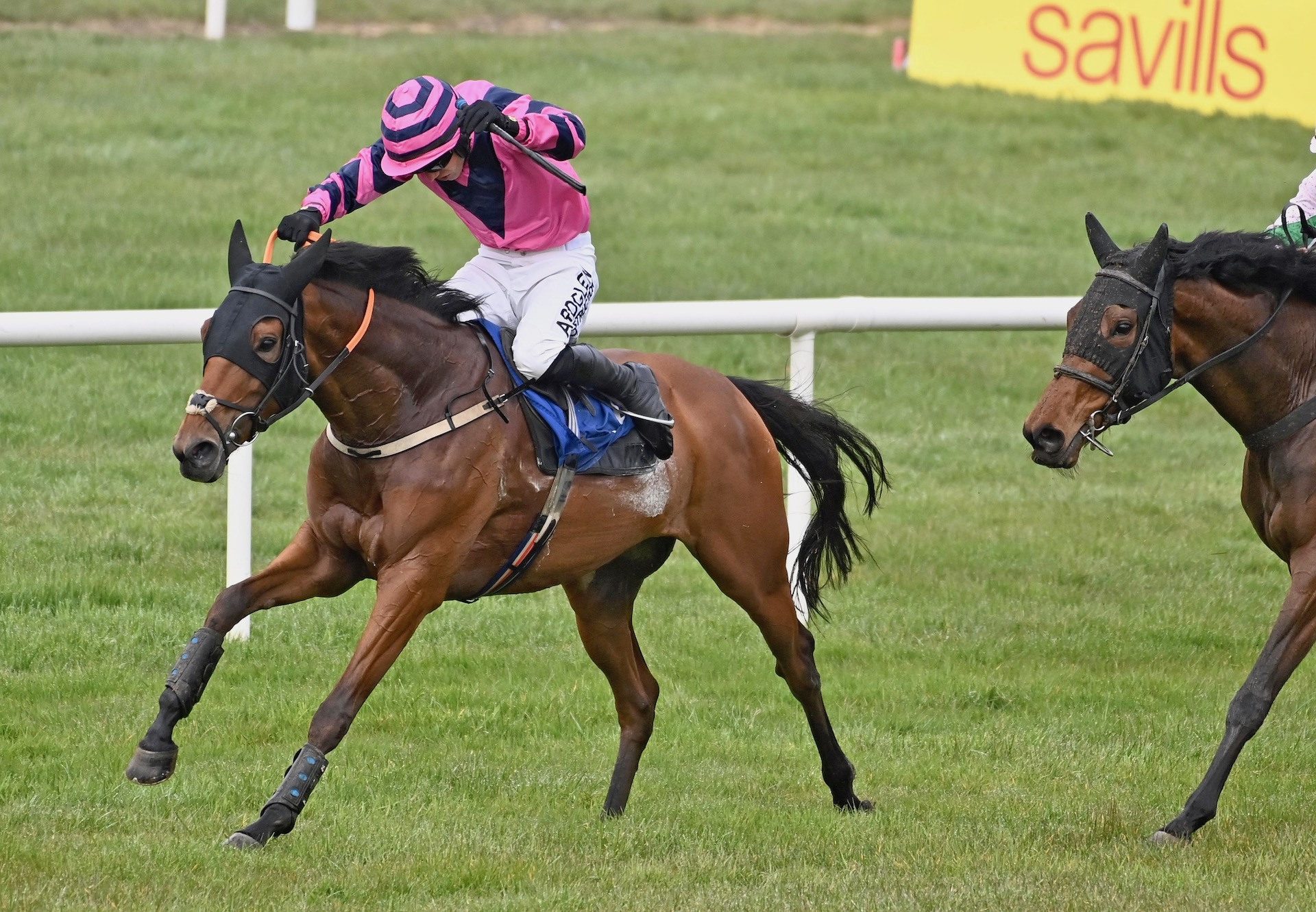 Double Pink (Walk In The Park) Wins The Mares Maiden Hurdle At Tramore