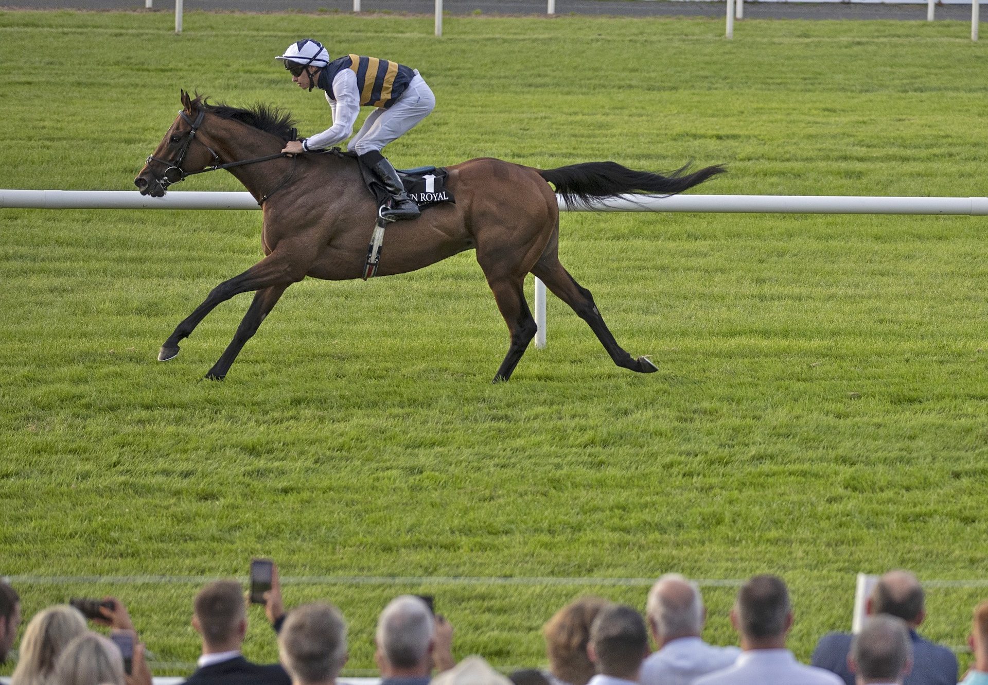 Downdraft (Camelot) winning the Listed Her Majesty's Plate at Down Royal