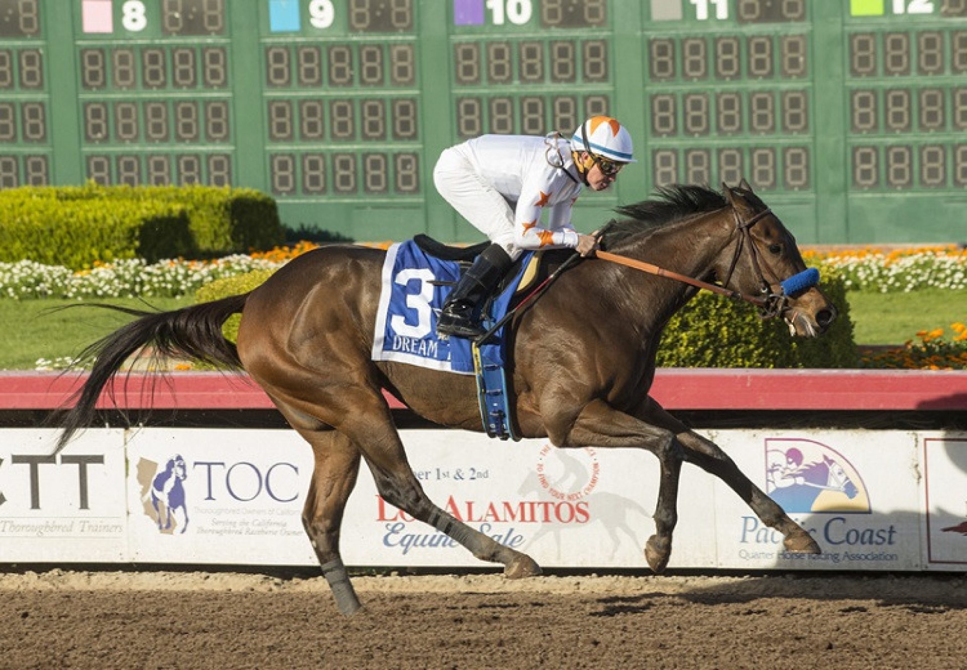 Dream Tree (Uncle Mo) winning the G1 Starlet Stakes at Los Alamitos