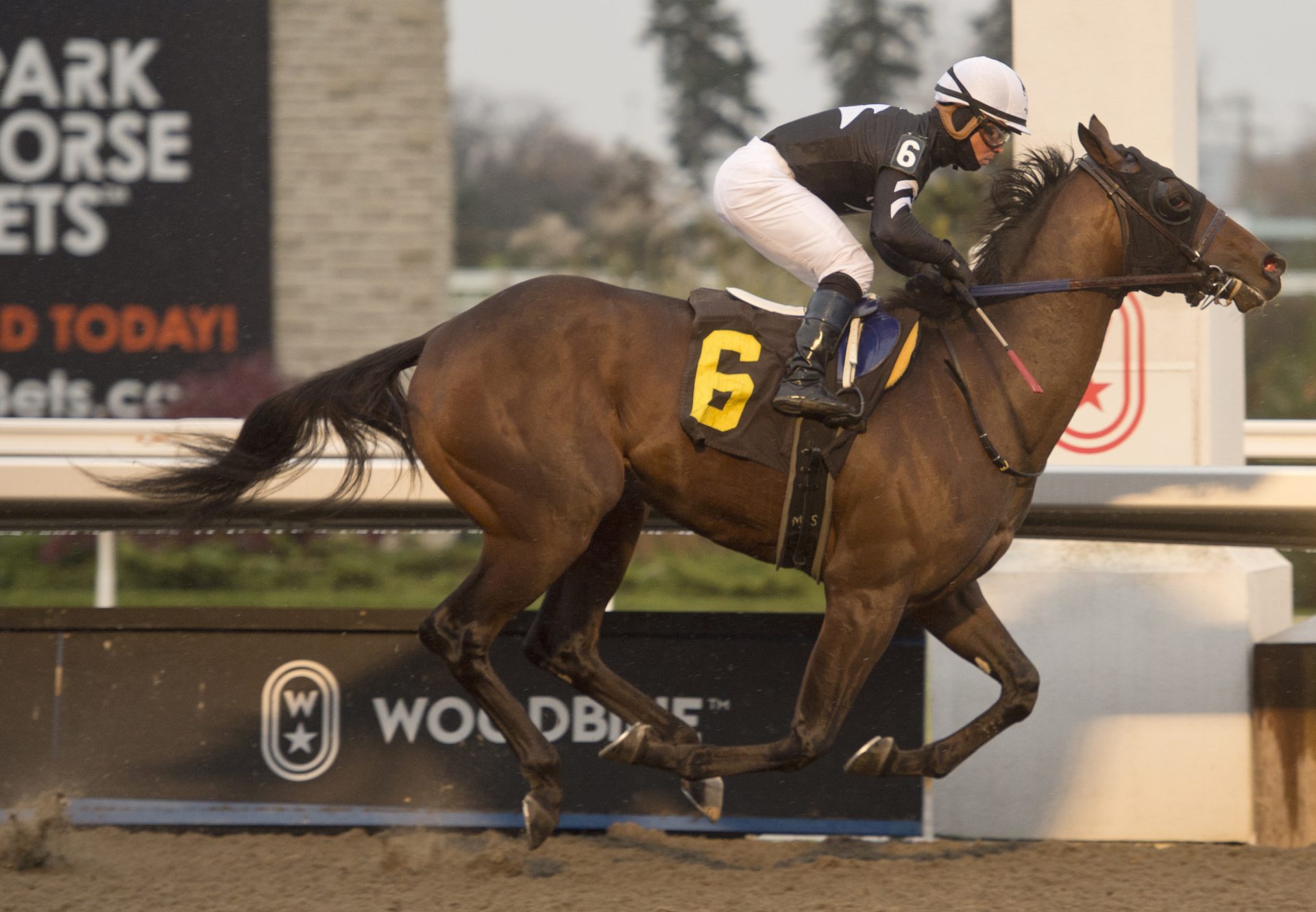 Duke Of Love (Cupid) winning Woodbine MSW