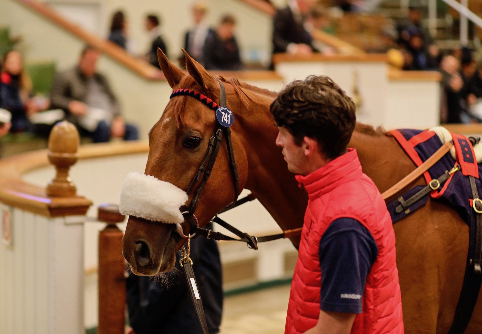 Earl Of Tyrone (Australia) Sells For 300,000Gns at the Tattersalls Hit Sale
