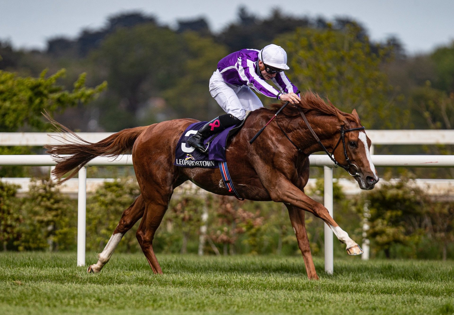 Emperor Of The Sun (Galileo) Wins The Listed Saval Beg Levmoss Stakes at Leopardstown