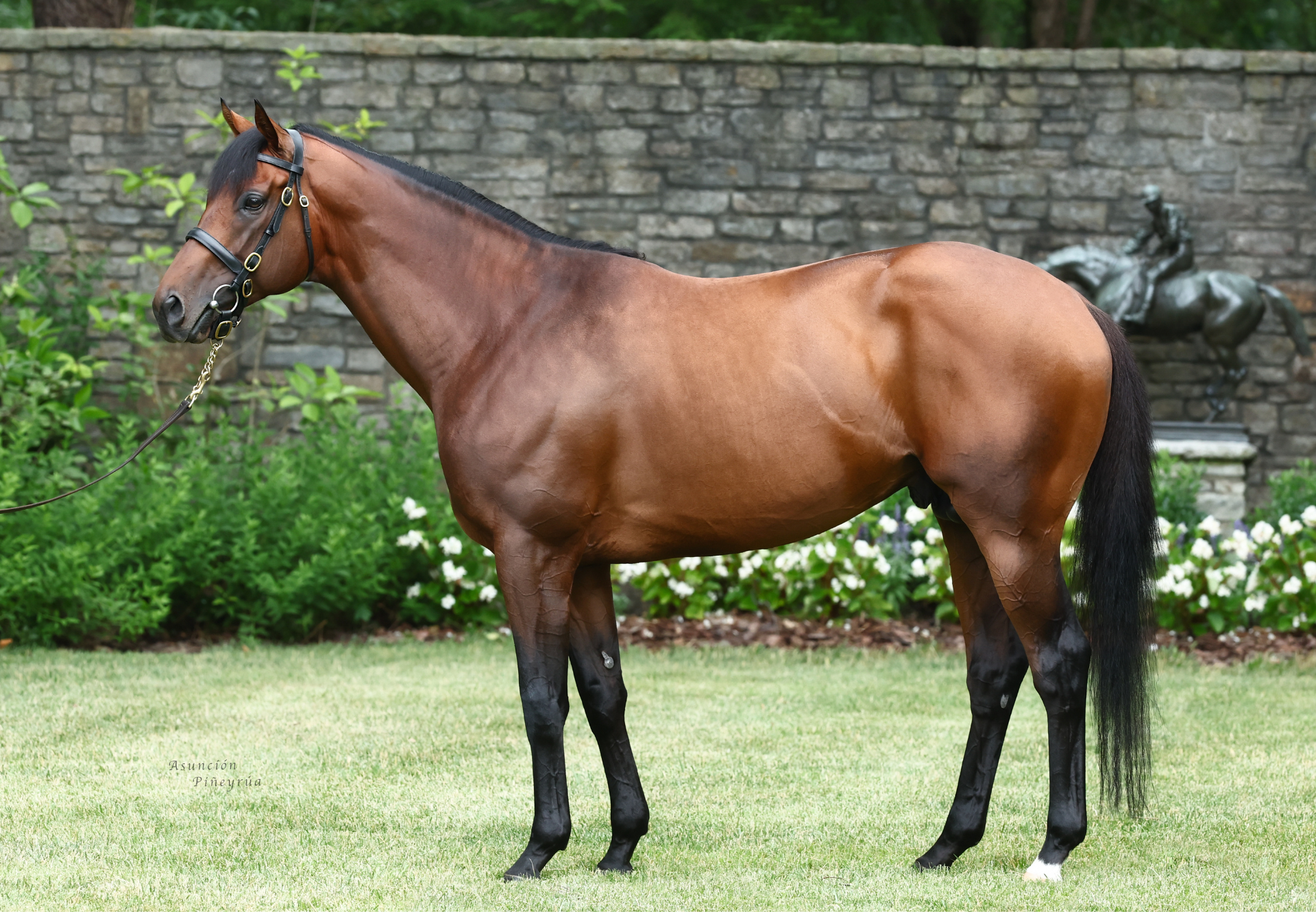 その他 Winning Thoroughbred Strategies Seven Yearlings On Offer by