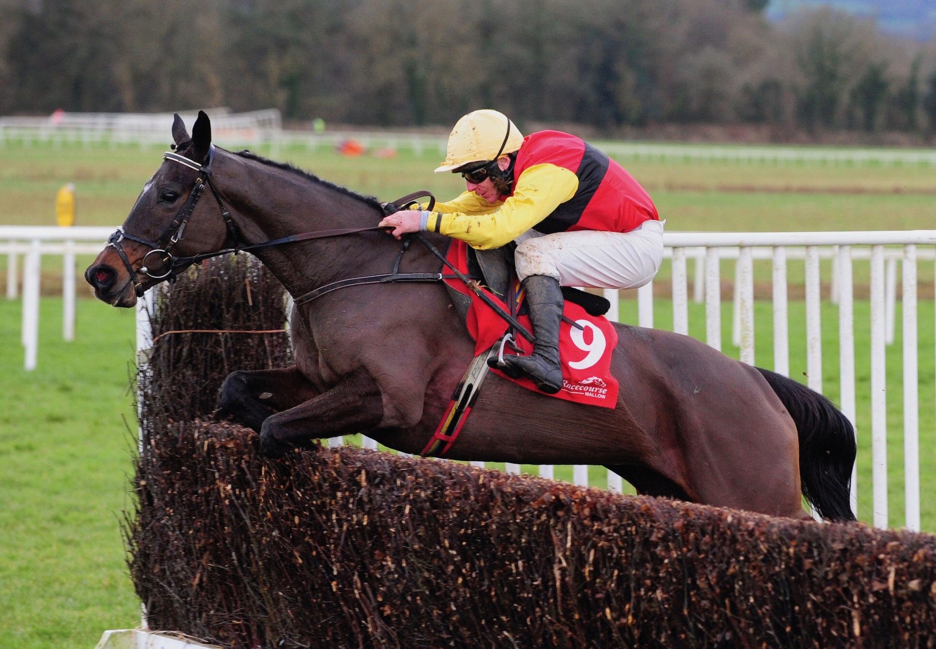 Exit To The West (Westerner) Wins The Beginners Chase At Cork
