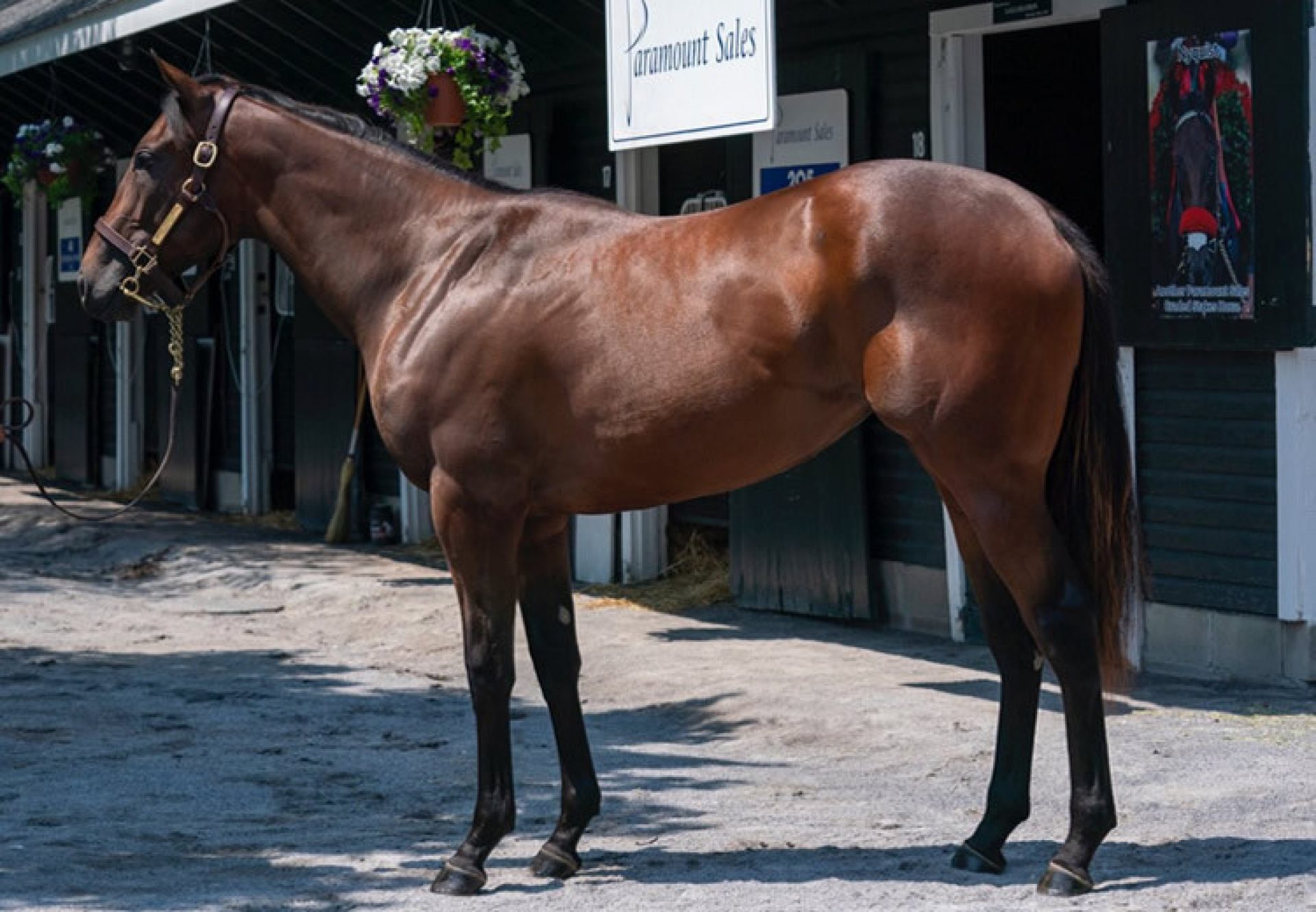 American Pharoah X Funfair yearling filly