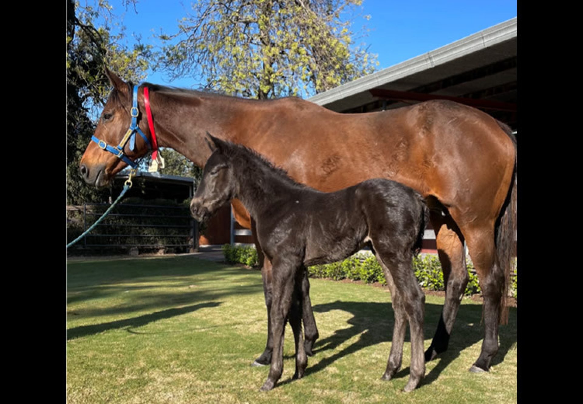 Calyx X Dreams Genie filly foal