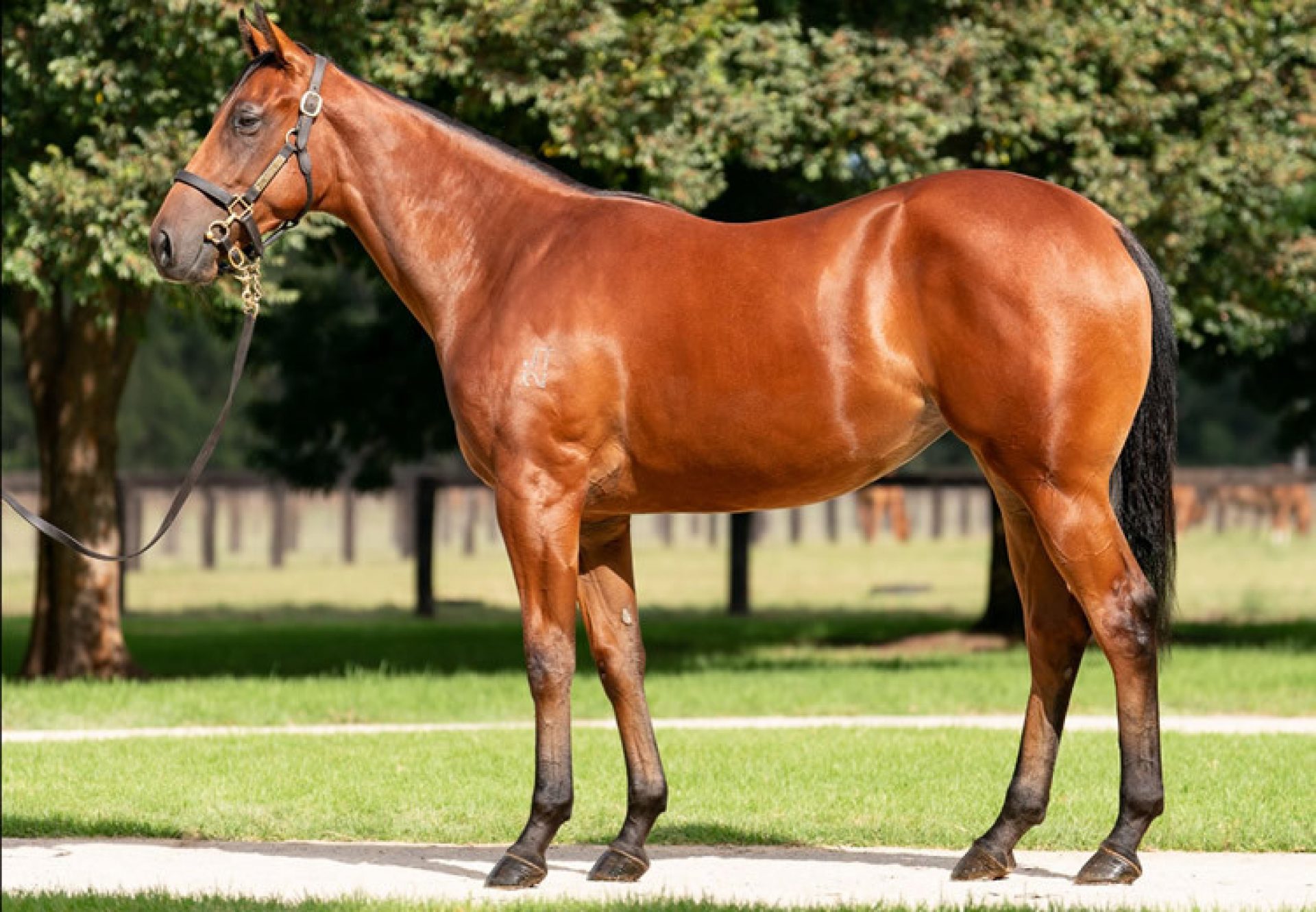 $1million Filly for Fastnet Rock