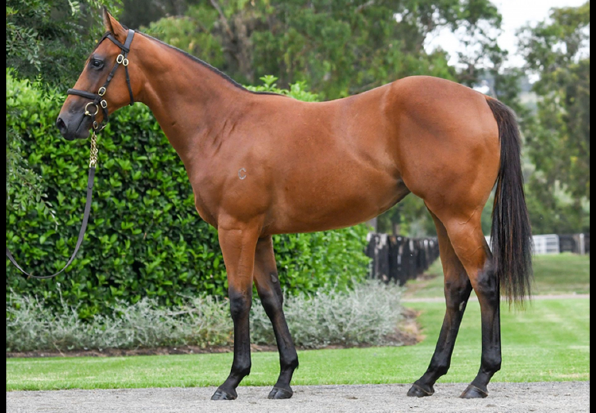 Fastnet Rock X Fiorentina yearling filly