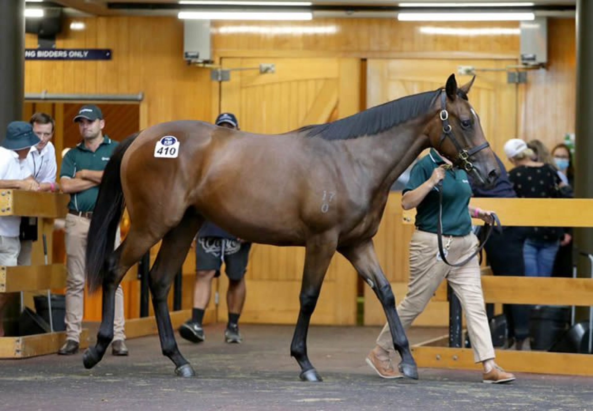 Fastnet Rock X Memories Of You filly selling for $850,000 at Karaka