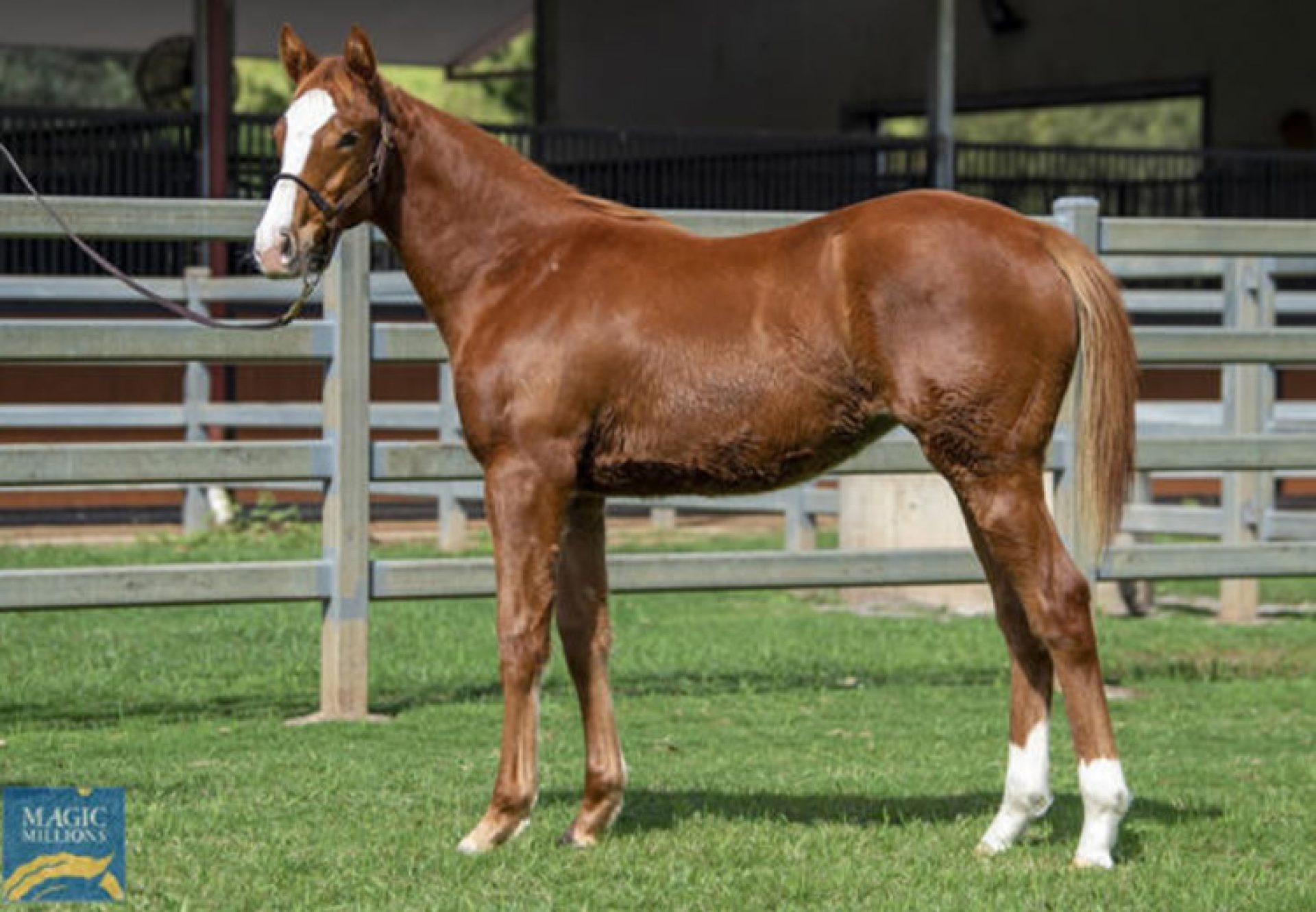 Justify x Dom Perion weanling filly