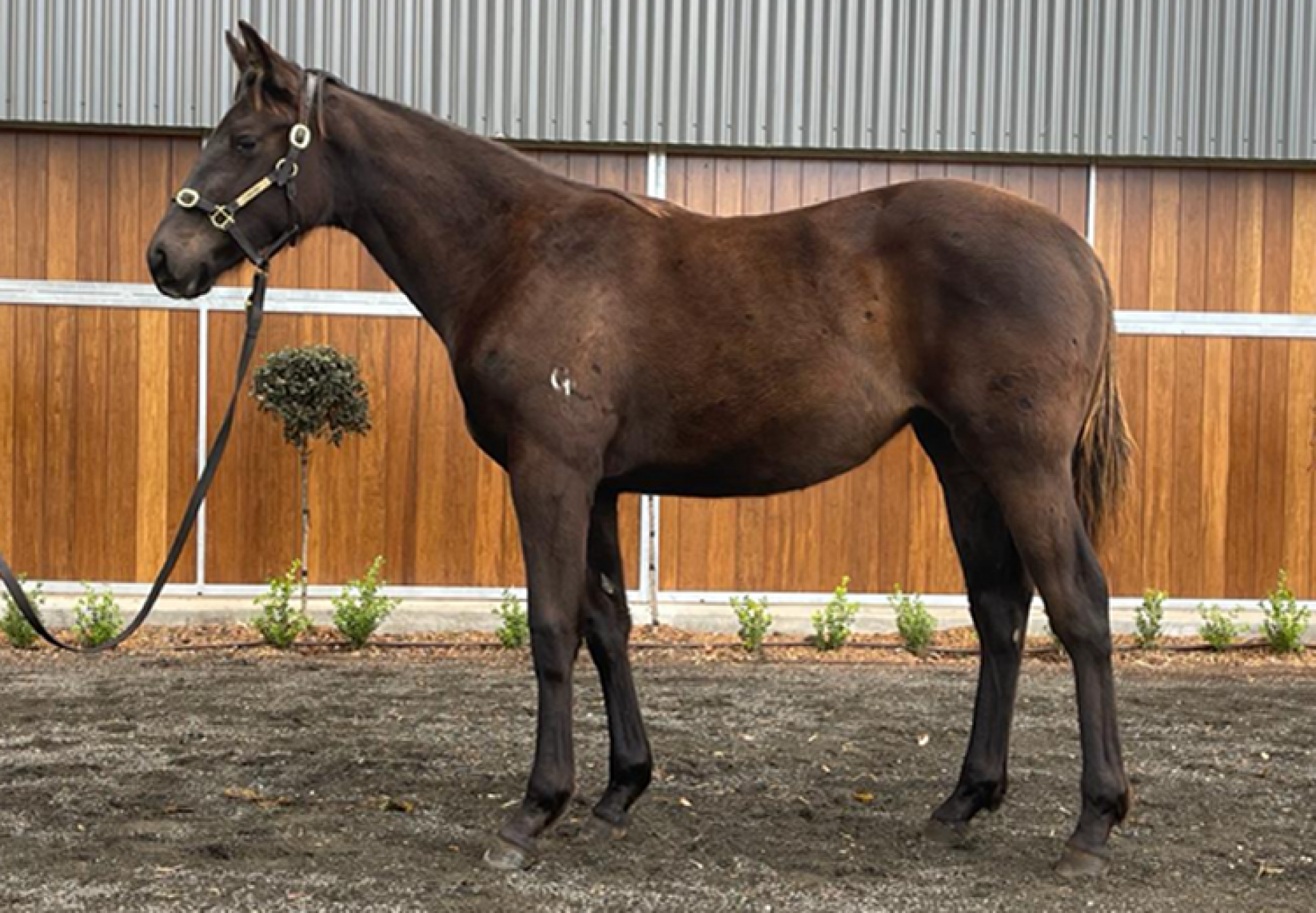 Wootton Bassett X Elegenat Doro weanling filly conformation shot