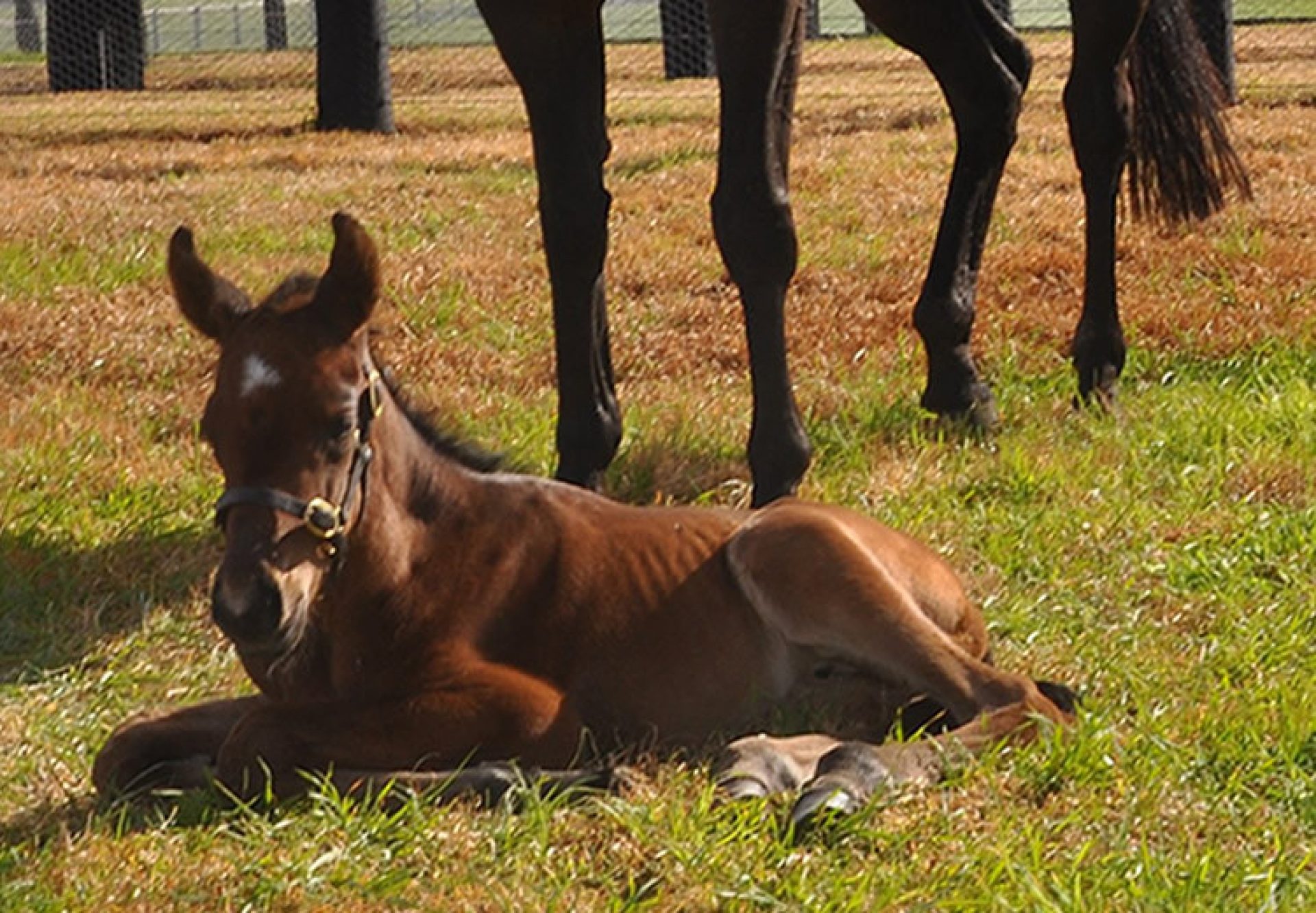 American Pharoah ex Lake Geneva filly foal